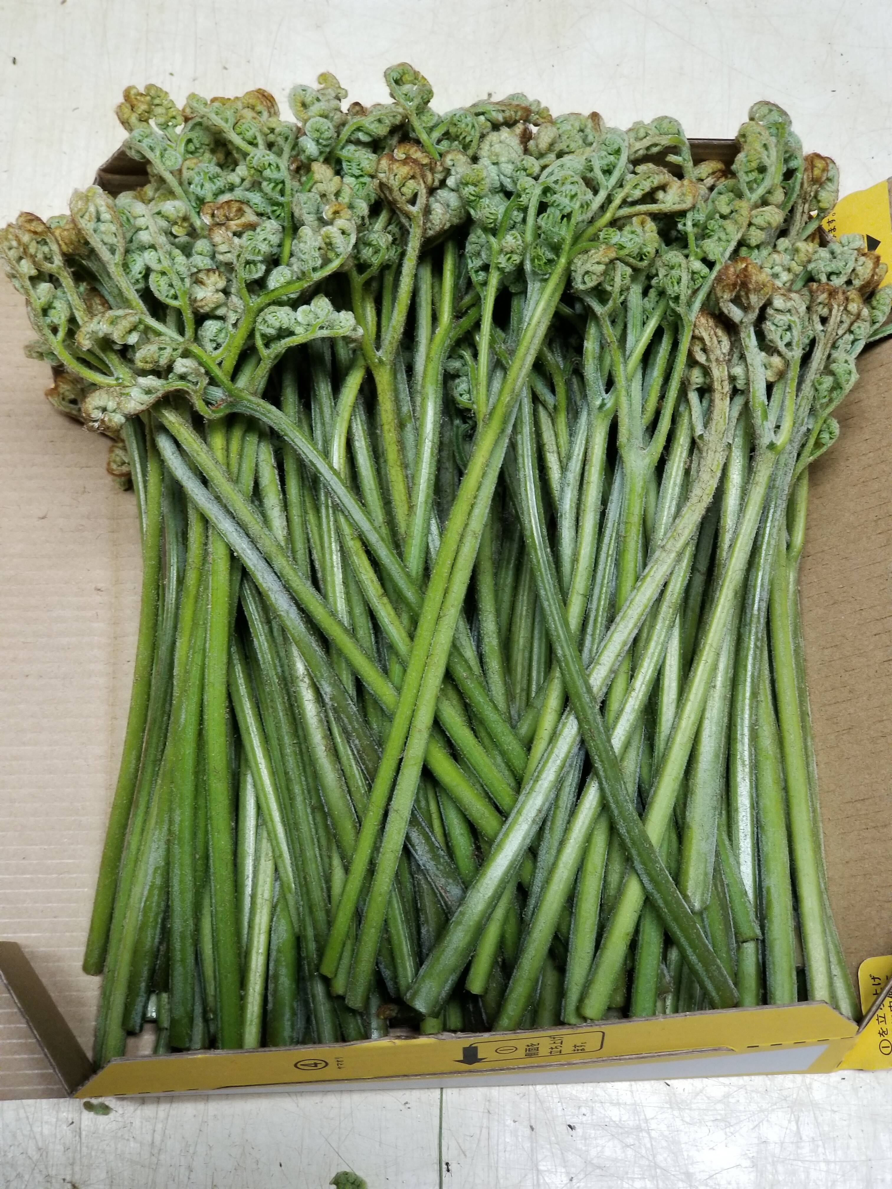 入荷中 □IG様専用畑作 無農薬 朝採りわらび 茨城県産 ３００ｇ以上