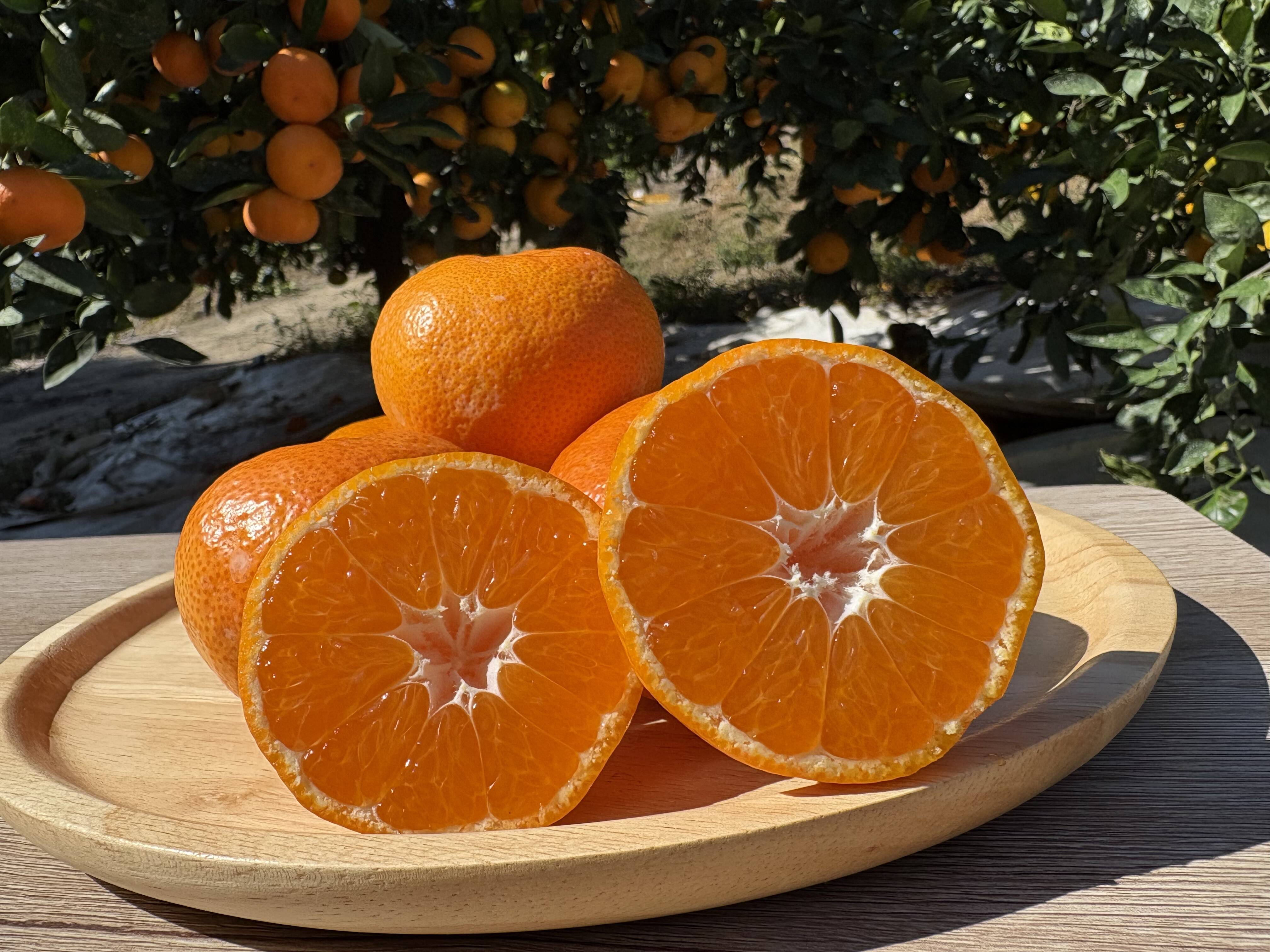 果汁たっぷり！！食べてみらんね太良みかん5㎏（Lから2S混合)：佐賀県