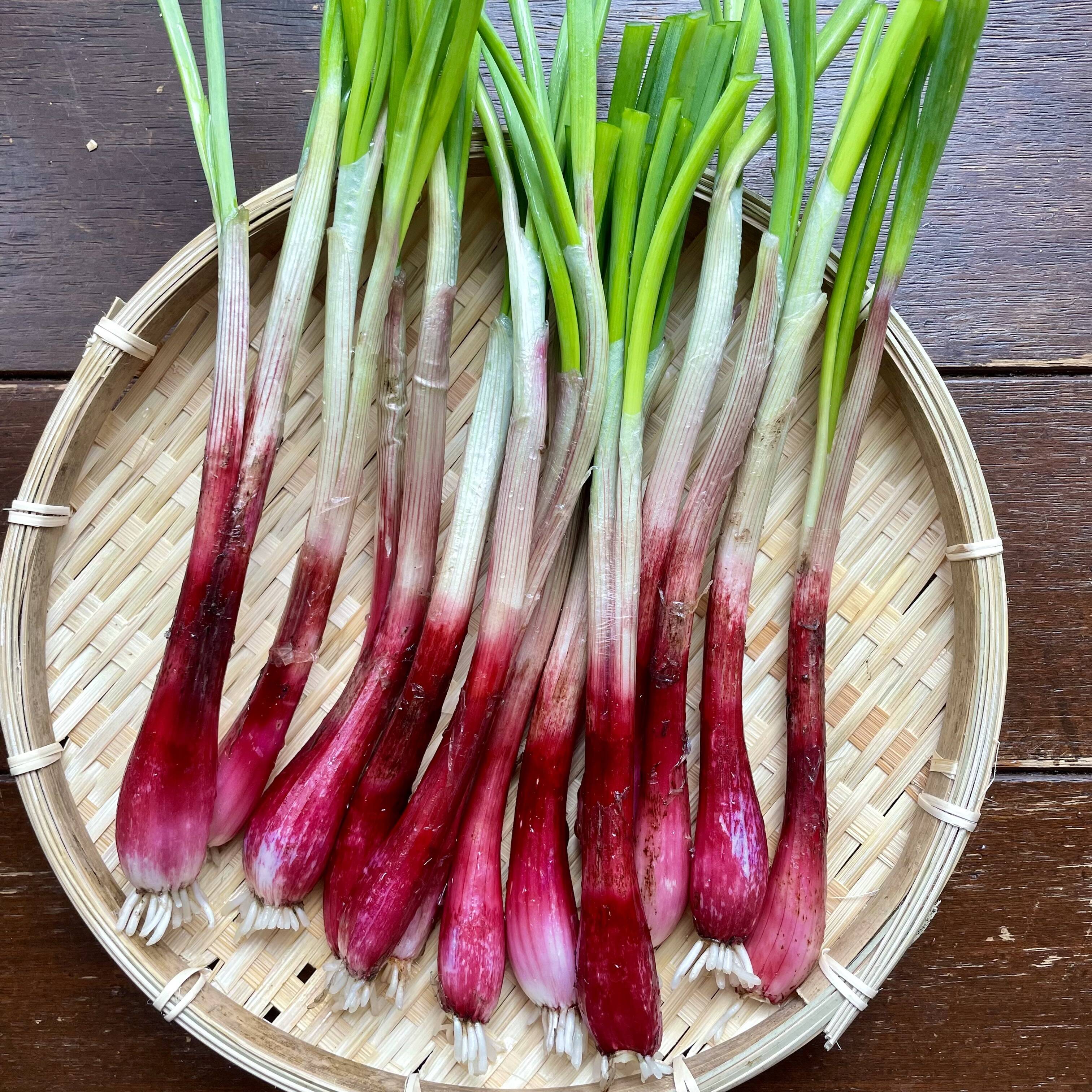赤エシャレット　gssa 洗い済み赤エシャレット200g 農薬・化学肥料不使用：埼玉県産の越の
