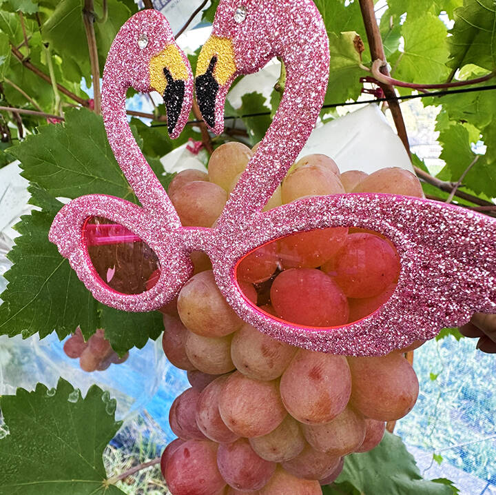 さっぱり甘い！岡山県産種なしサニードルチェ（約1.5kg、3～4房