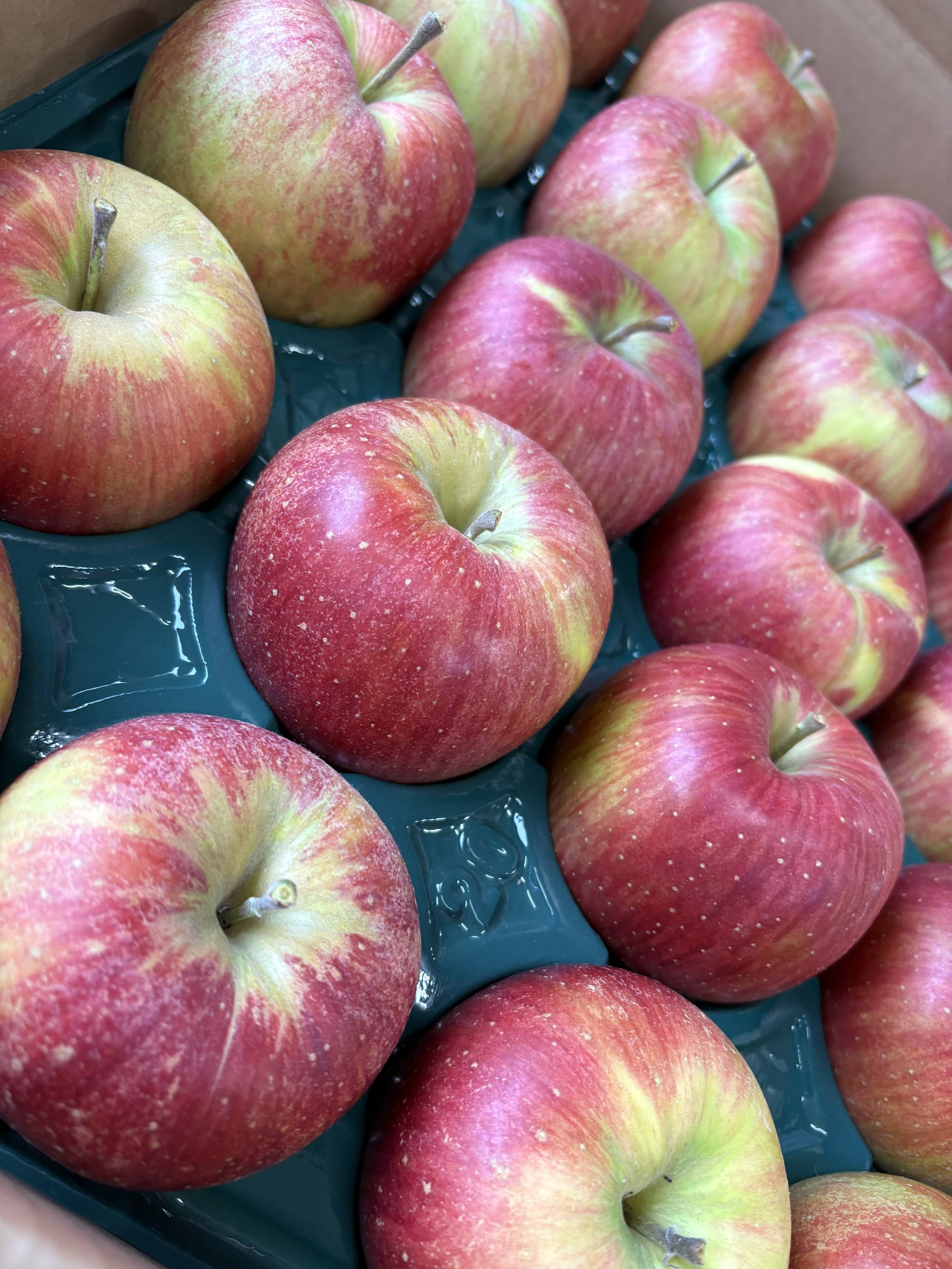 訳あり 小玉 シナノスイート 3ｷﾛ箱使用 13～16玉 長野県産：長野県産の