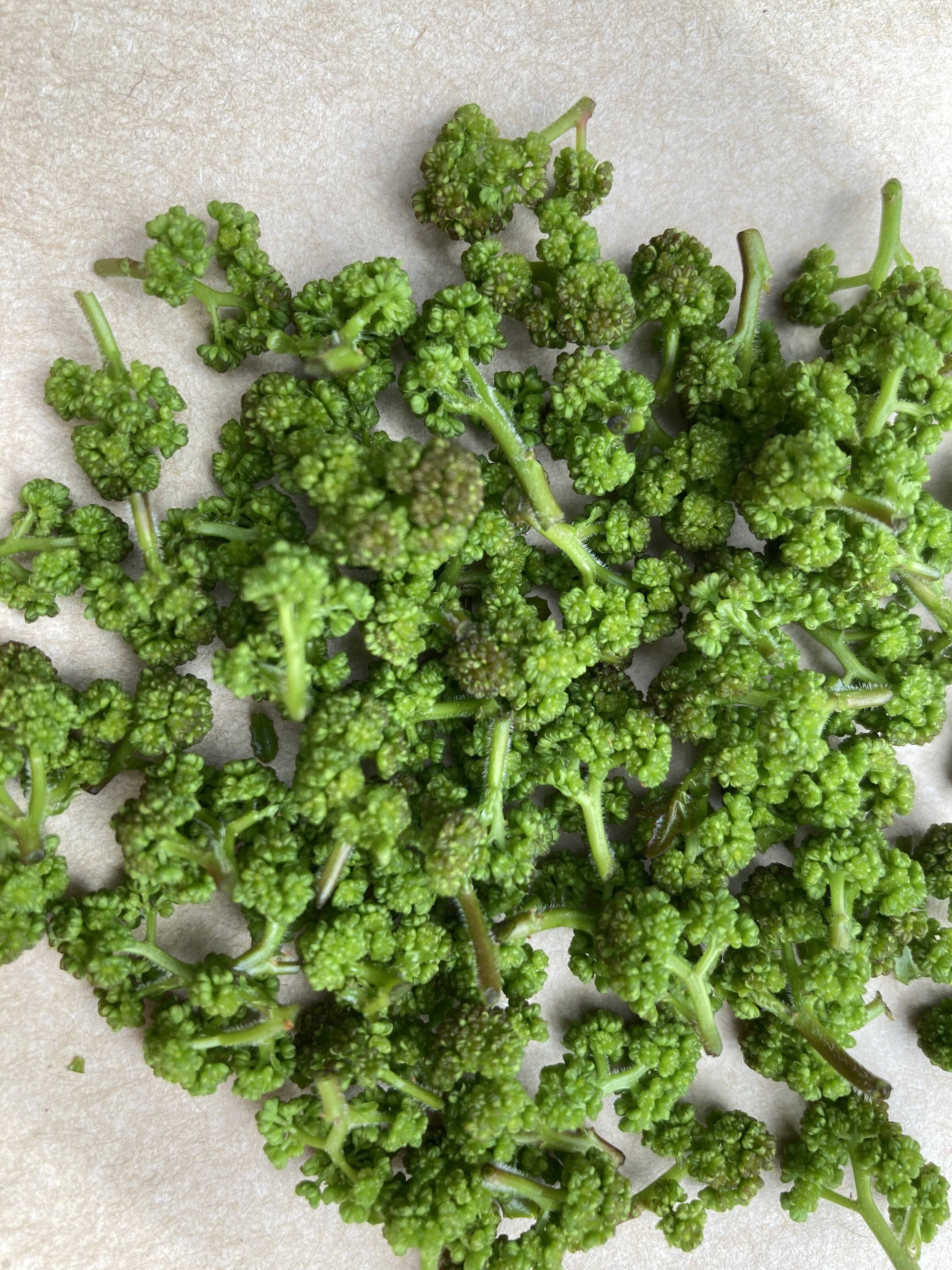 天然花山椒 採りたて 蕾100g おまけあり青森産 【公式通販】