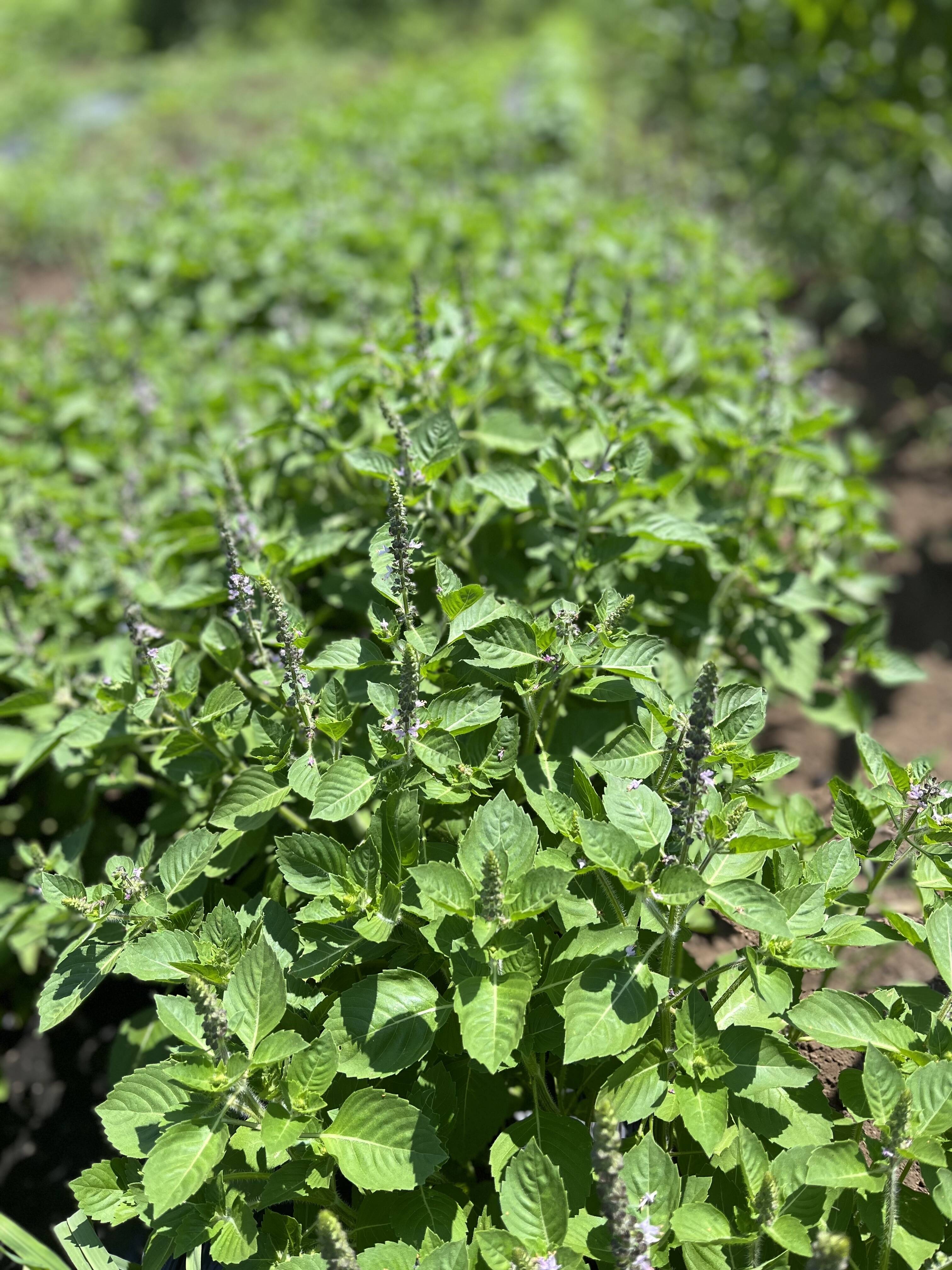 ホーリーバジル(トゥルーシー)★100g (花なし) 農薬も除草剤も消毒も化学肥料も不使用です