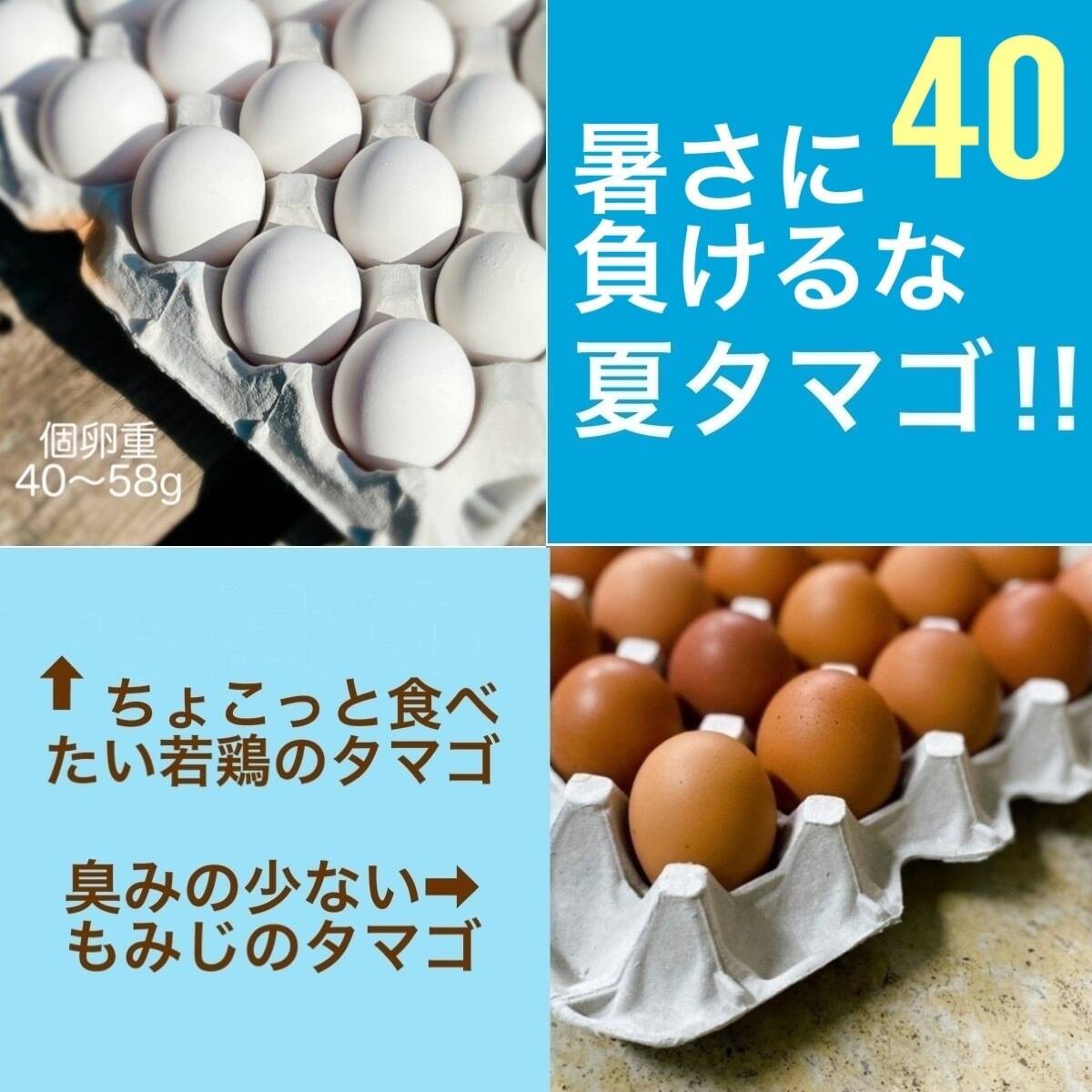 暑さに負けるな 夏タマゴ 40個 若鶏 10 もみじ 30個 千葉県産の卵 乳製品 食べチョク 産地直送 産直 お取り寄せ通販 農家 漁師から旬の食材を直送