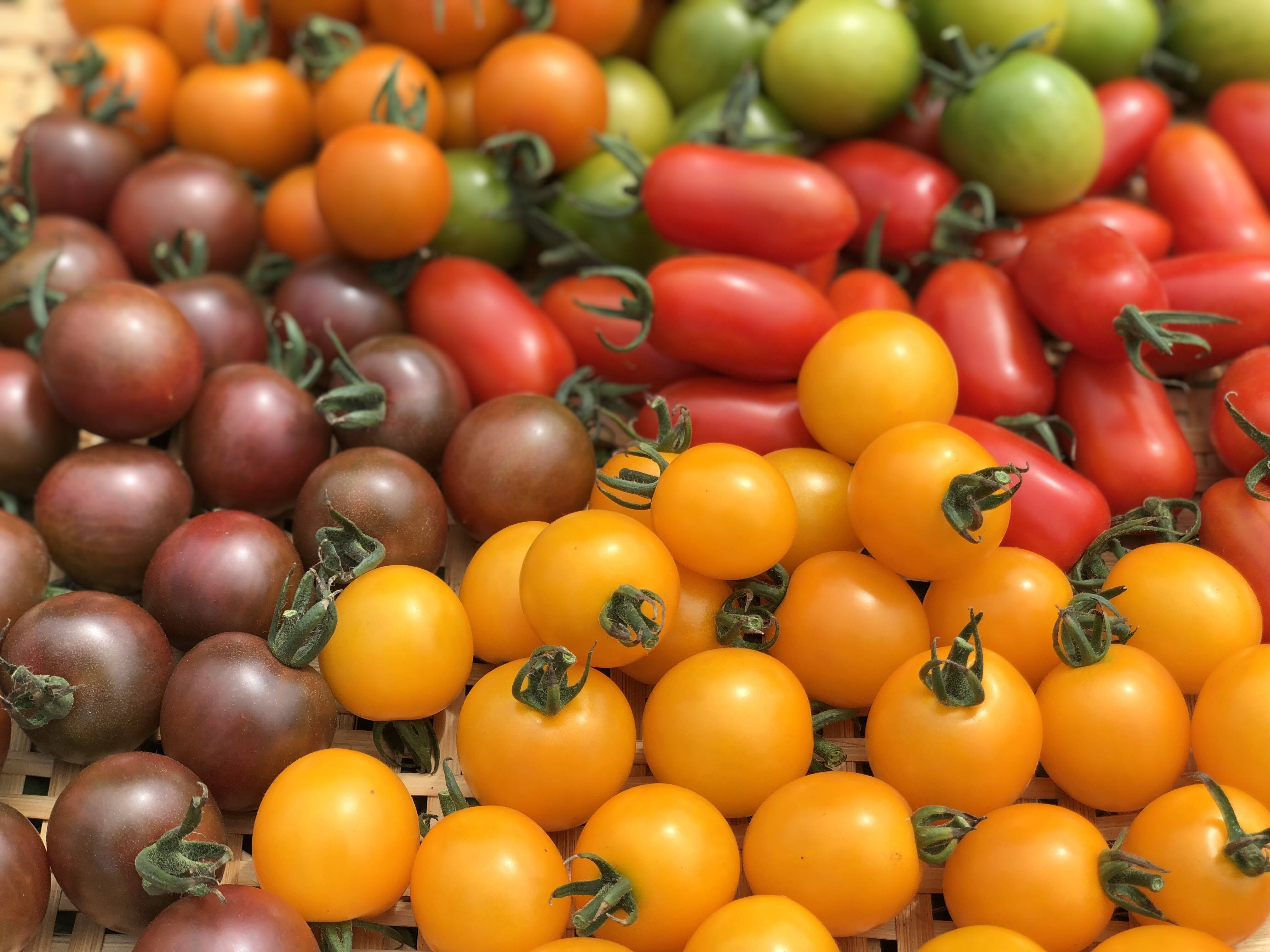 虹色トマトで華やかな食卓に🌈カラフルなミニトマトアソート5種【1kg