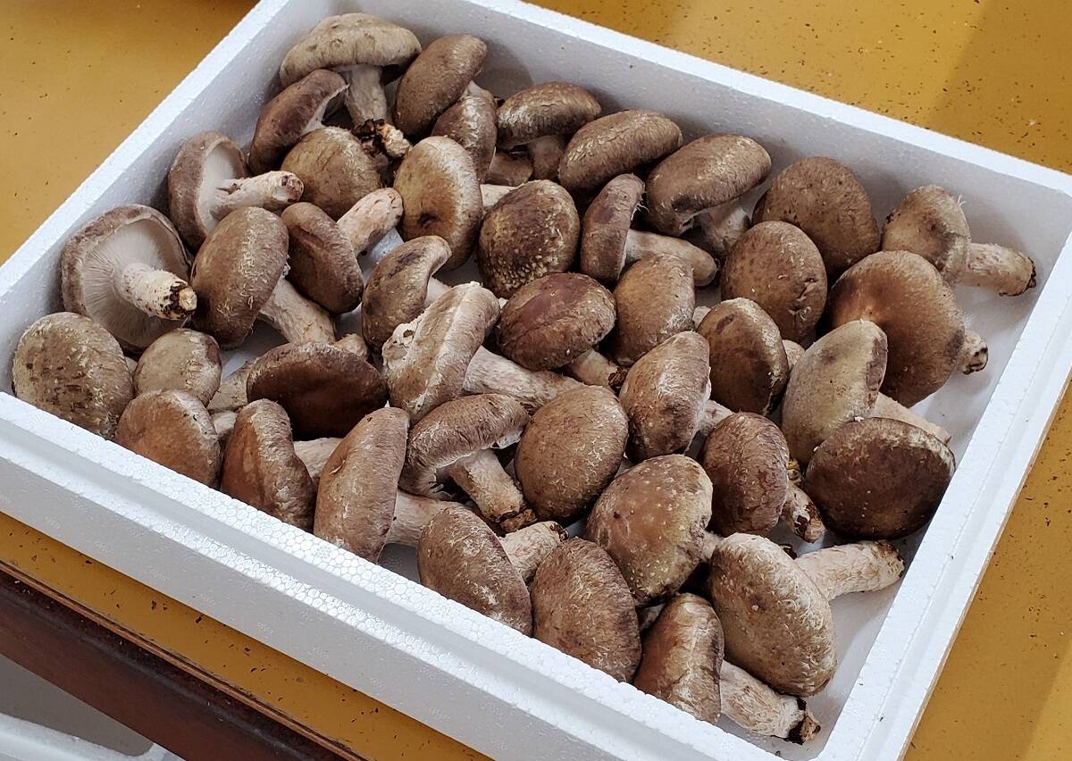 朝採り 【菌床しいたけ】｢大小あり｣ 生椎茸 １ｋｇ：岩手県産のきのこ｜食べチョク｜産地直送(産直)お取り寄せ通販 - 農家・漁師から旬の食材を直送