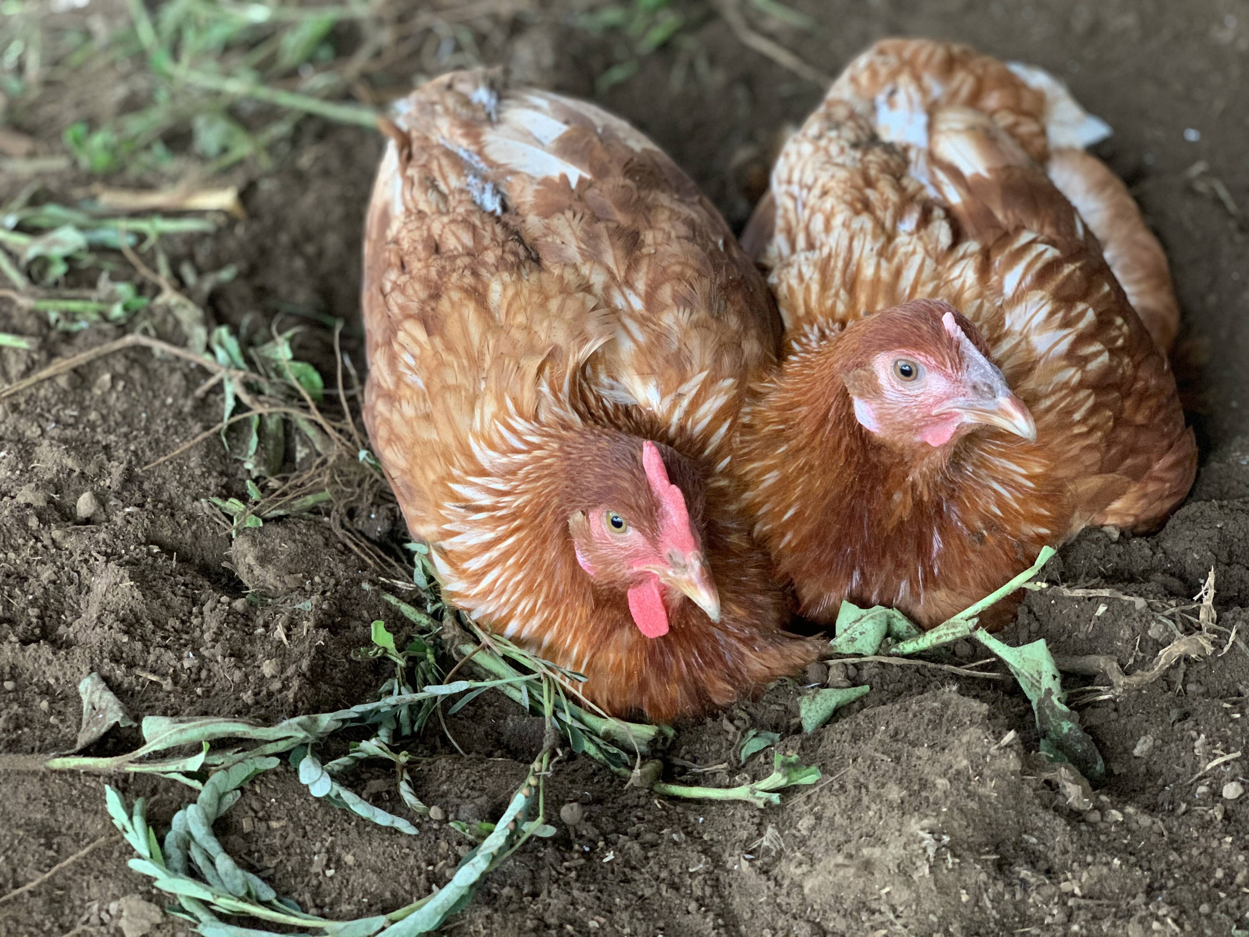 使い勝手の良い 幸せな鶏たちの産みたて卵20個 平飼い放し飼い 抗生物質など薬剤投与一切なし