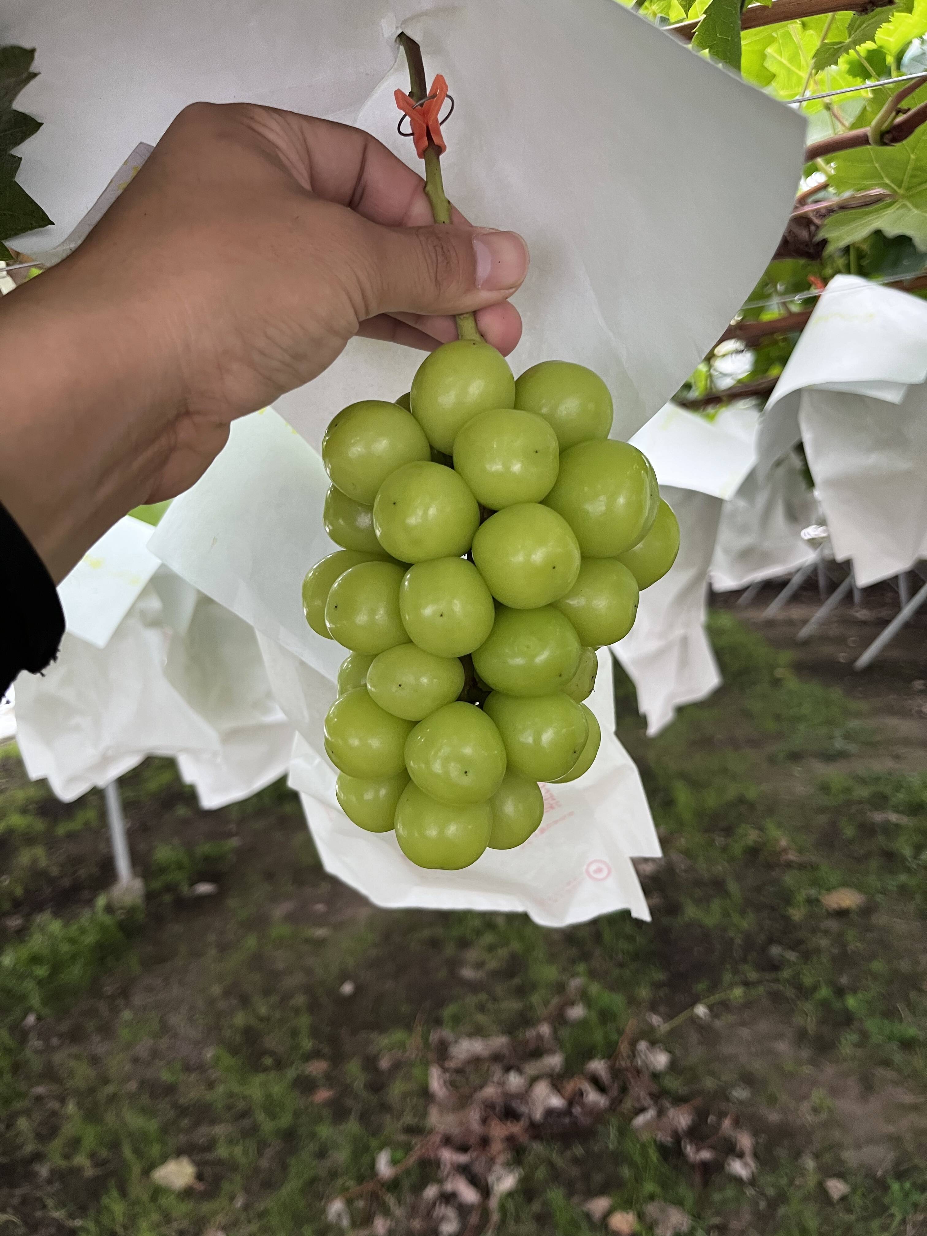 【夏季限定】No.114　4kg　シャインマスカット　摘みたて　産地直送　山梨県 夏季限定】No.114 4kg シャインマスカット 摘みたて 産地直送 山梨県