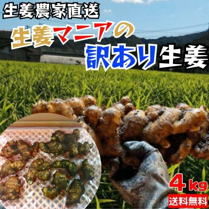 土佐の大生姜4㎏ 高知県産 訳あり、規格外：高知県産のその他薬味