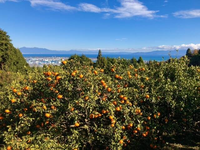 残り少なくなりました… 青島みかん独特の 華やかなみかんの香り