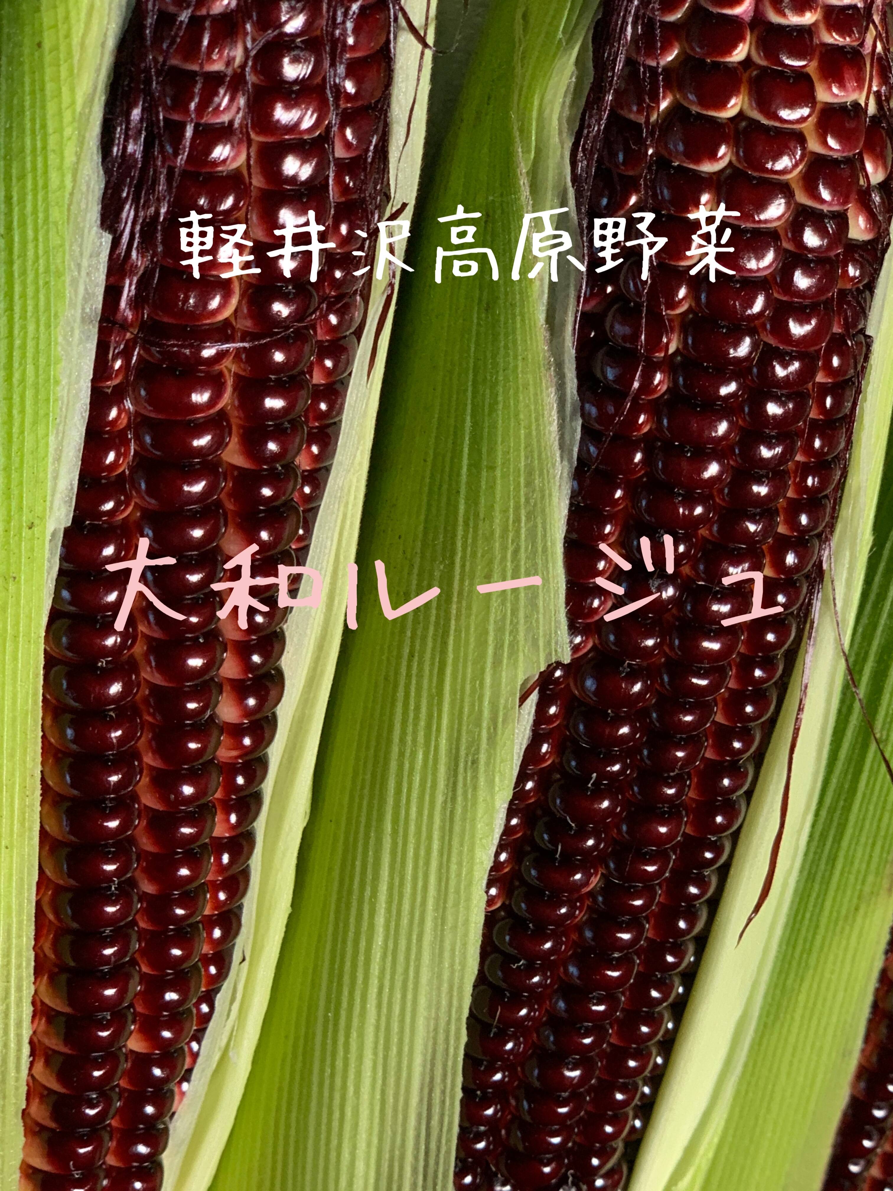 軽井沢産高原野菜 大和ルージュ 赤いスイートコーン とうもろこし小さめ6本セット