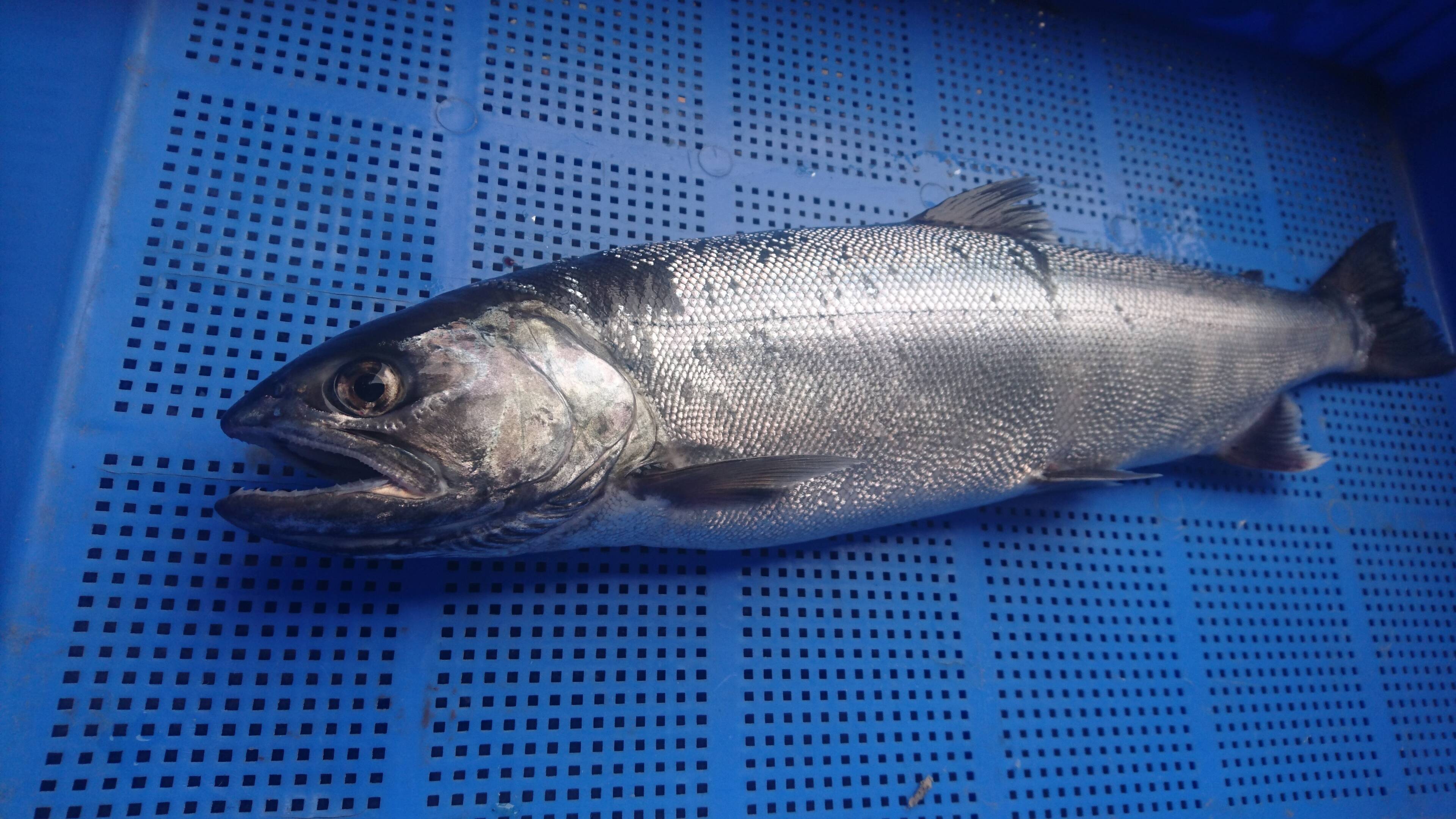 ビワマス鮮魚 天然 １尾１ ２キログラム 滋賀県産の魚 食べチョク 産地直送 産直 お取り寄せ通販 農家 漁師から旬の食材を直送