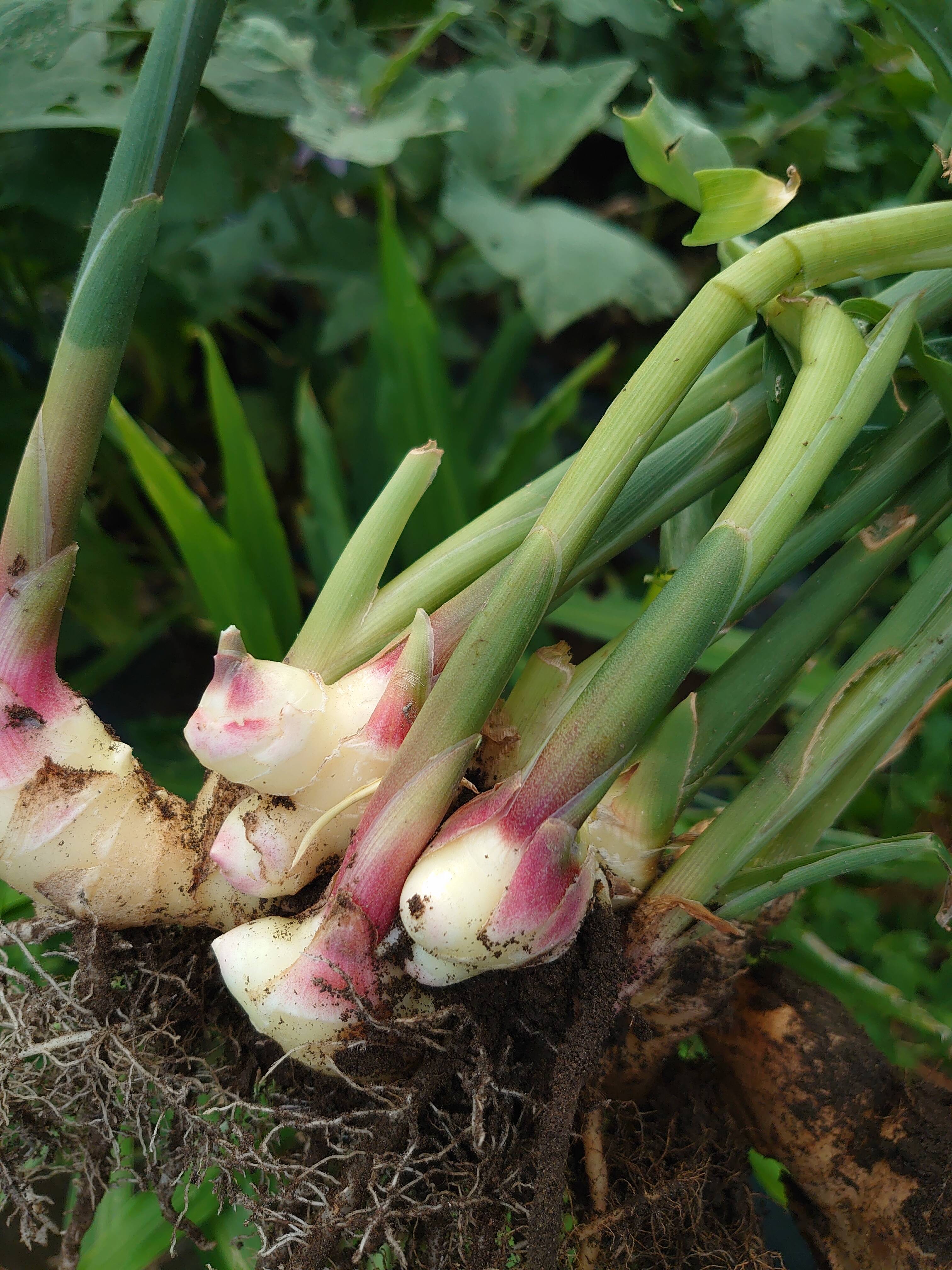 南房総産 菜花 産地直送 新鮮野菜 菜の花 - 野菜