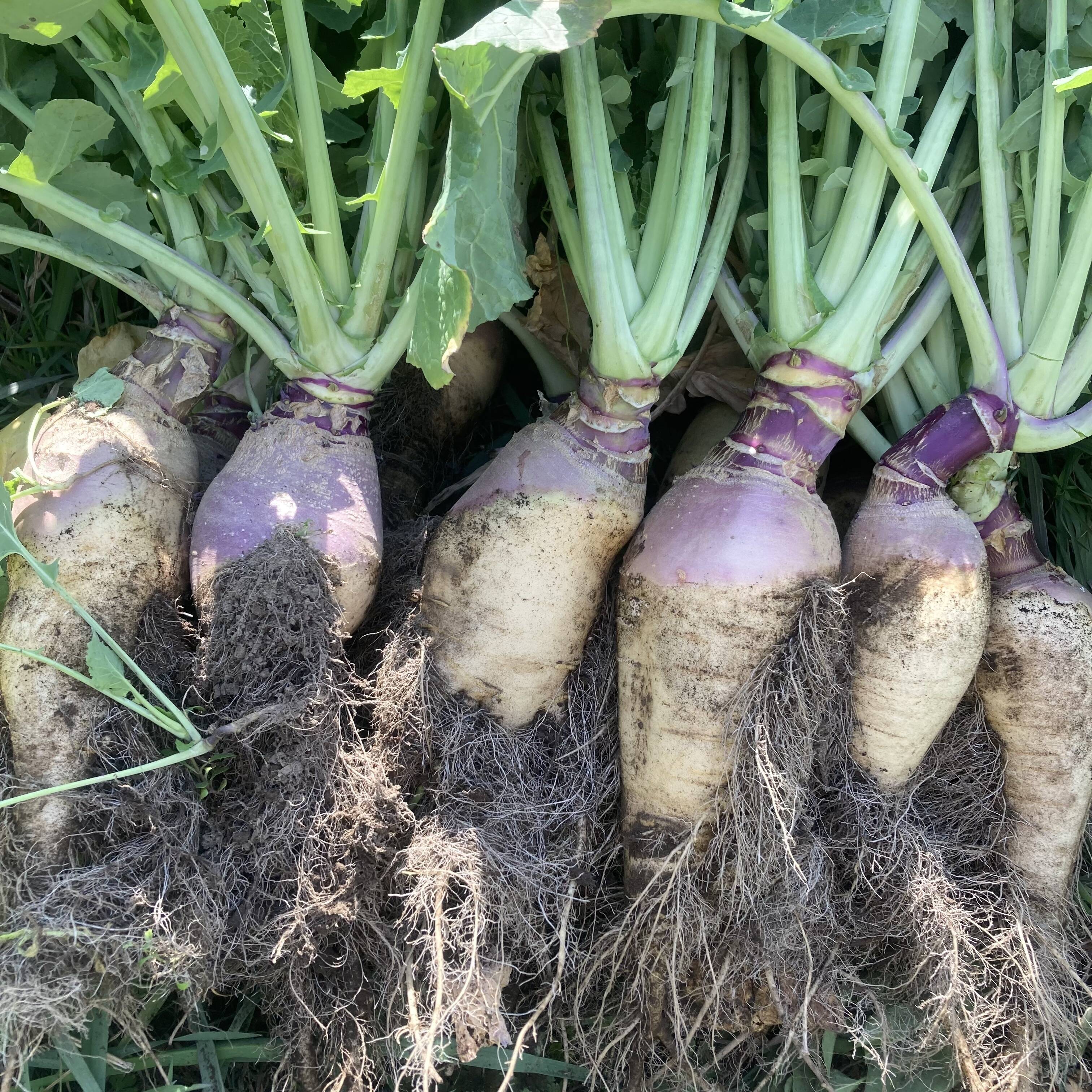 お買い得❗️鳥取県産 農薬不使用 野菜詰め合わせ 80サイズ - 野菜