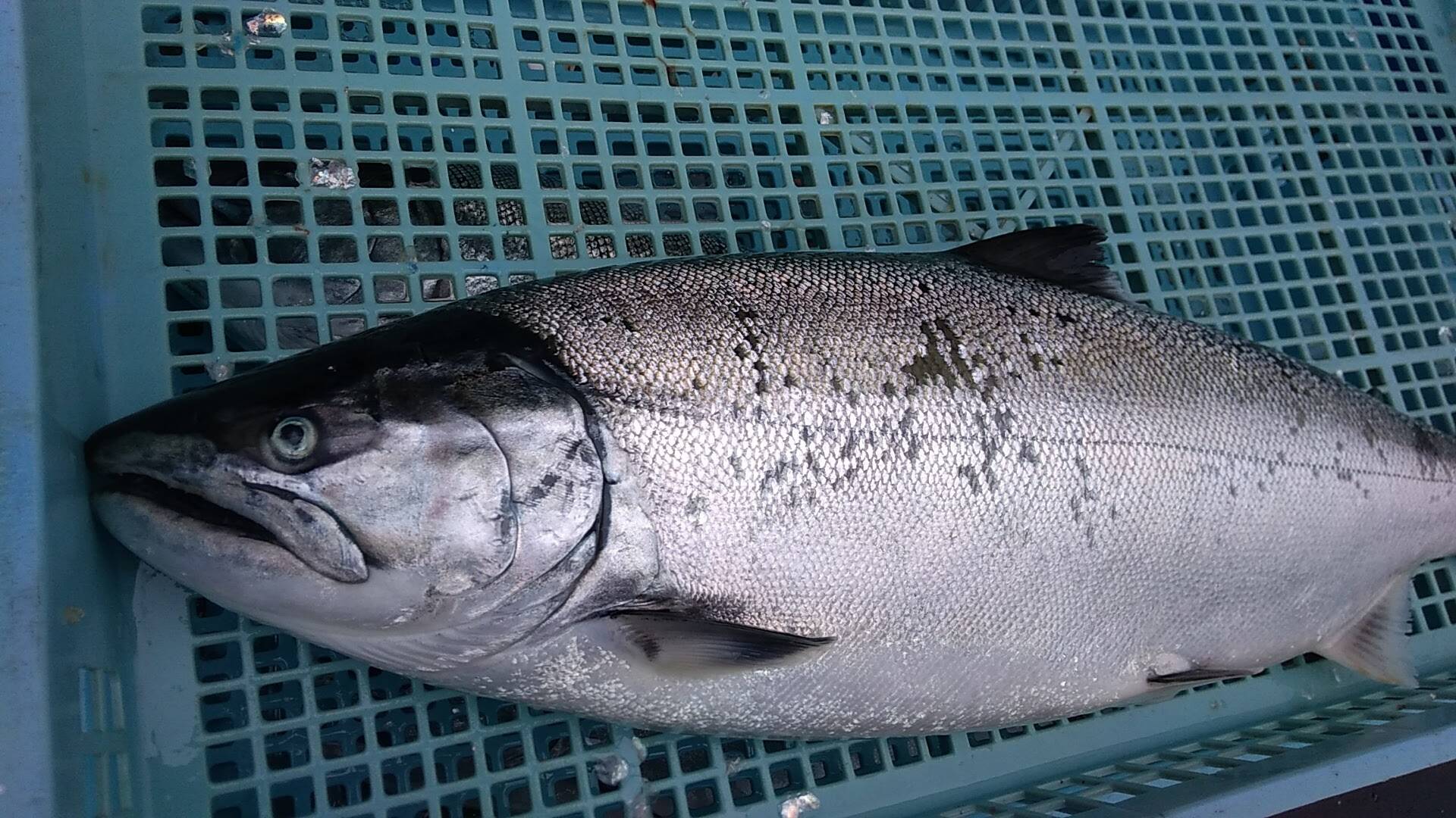 価格はそのまま サイズアップ 天然活〆サクラマス 1 5ｋ以上1匹 北海道産 食べチョク 農家 漁師の産直ネット通販 旬の食材を生産者直送