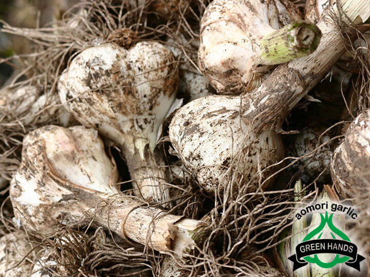 予約販売】掘りたて！青森県産 生にんにく LМサイズ混ざり1kg