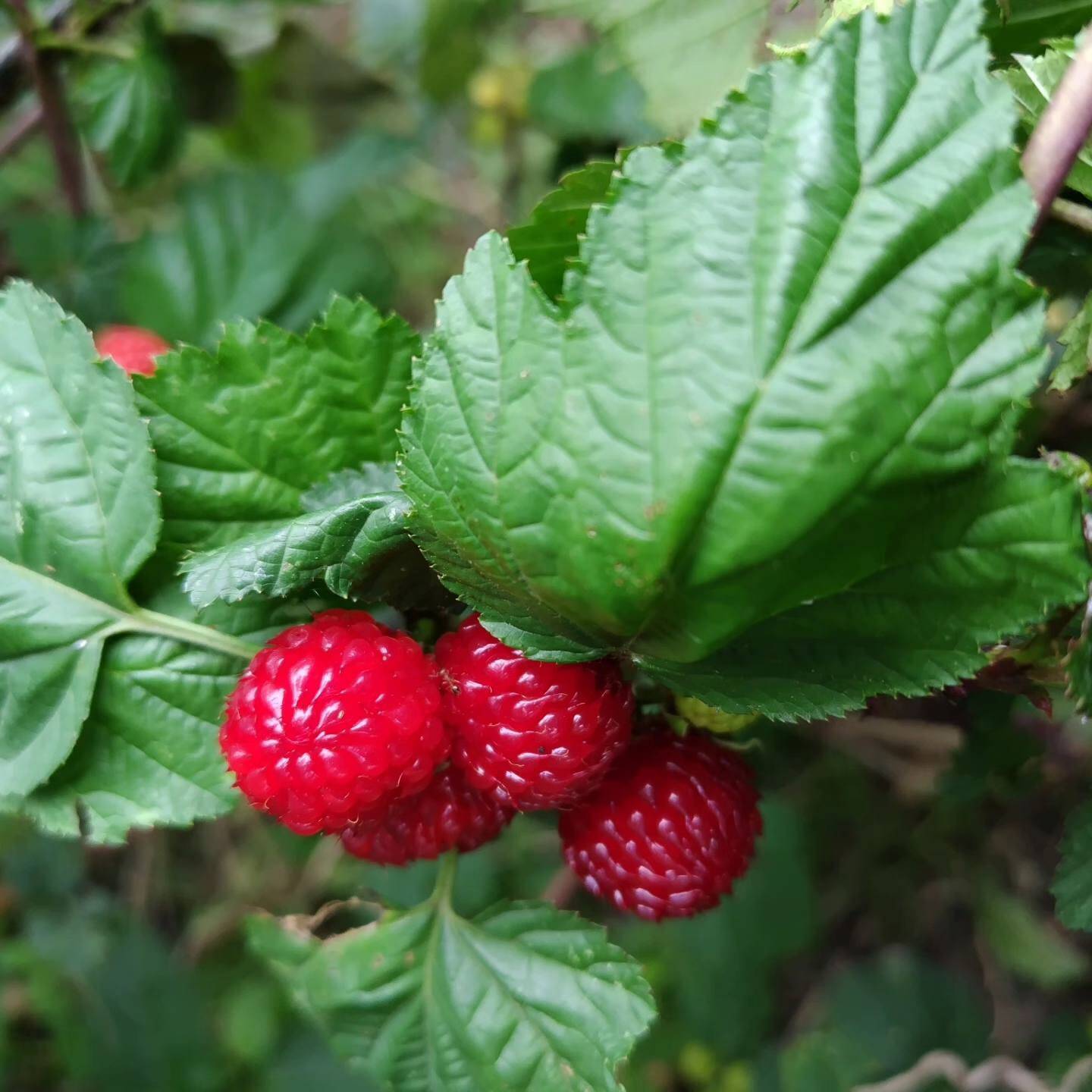 農薬不使用 完熟木苺（ラズベリー） 冷蔵で生のままお届けします