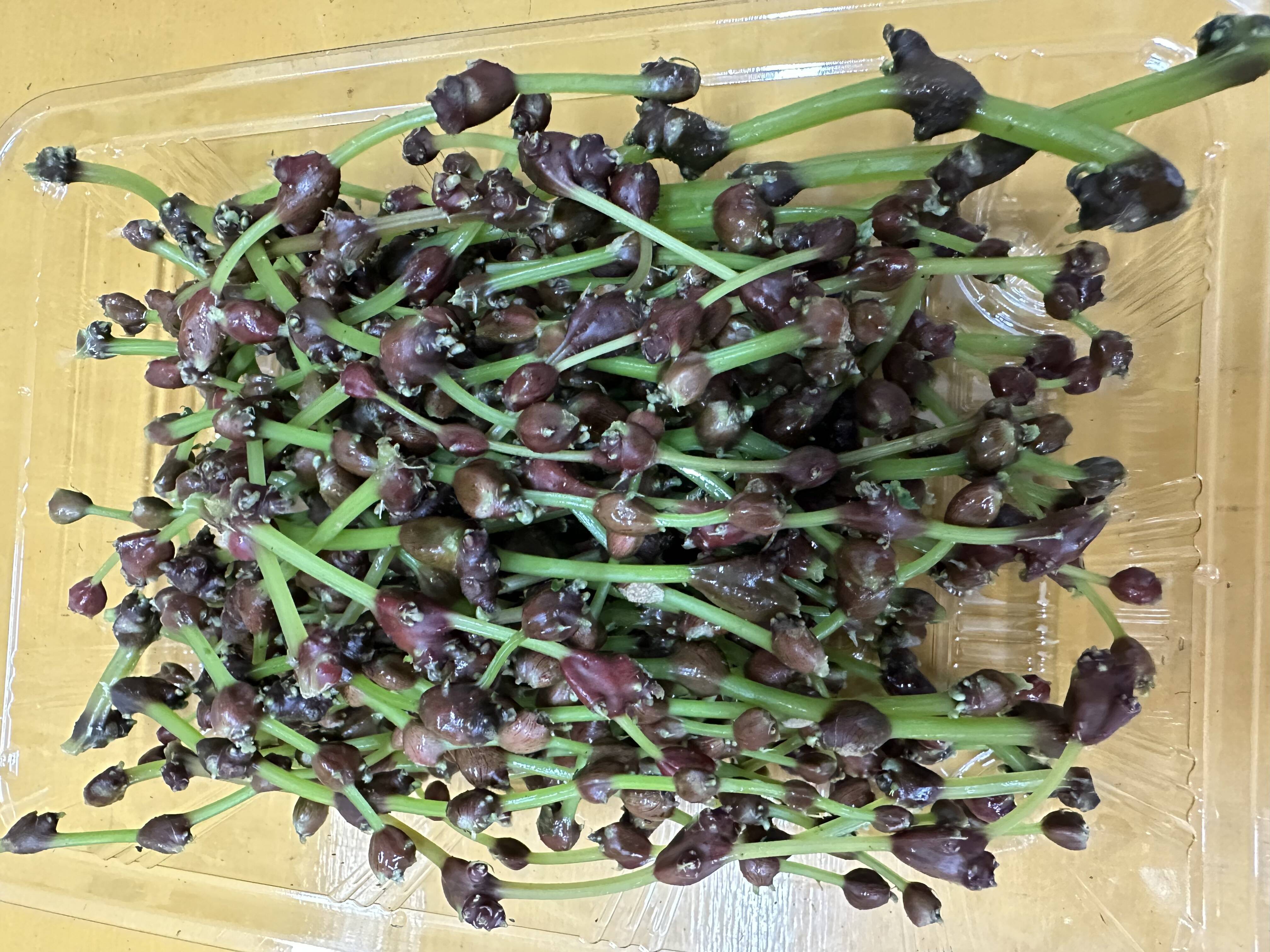 みずの実 500g：山形県産の野菜｜食べチョク｜産地直送(産直)お