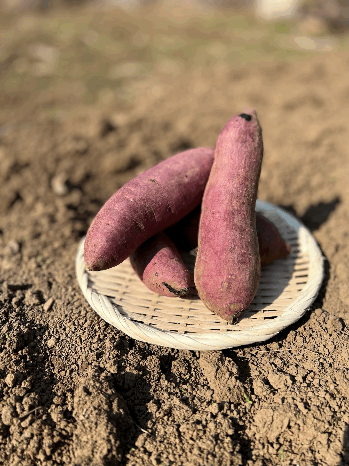 お手軽小サイズ】農薬不使用！熊本県産さつまいも べにはるか５kg ※小さいサイズ※：熊本県産のさつまいも｜食べチョク｜産地直送(産直)お取り寄せ通販  - 農家・漁師から旬の食材を直送