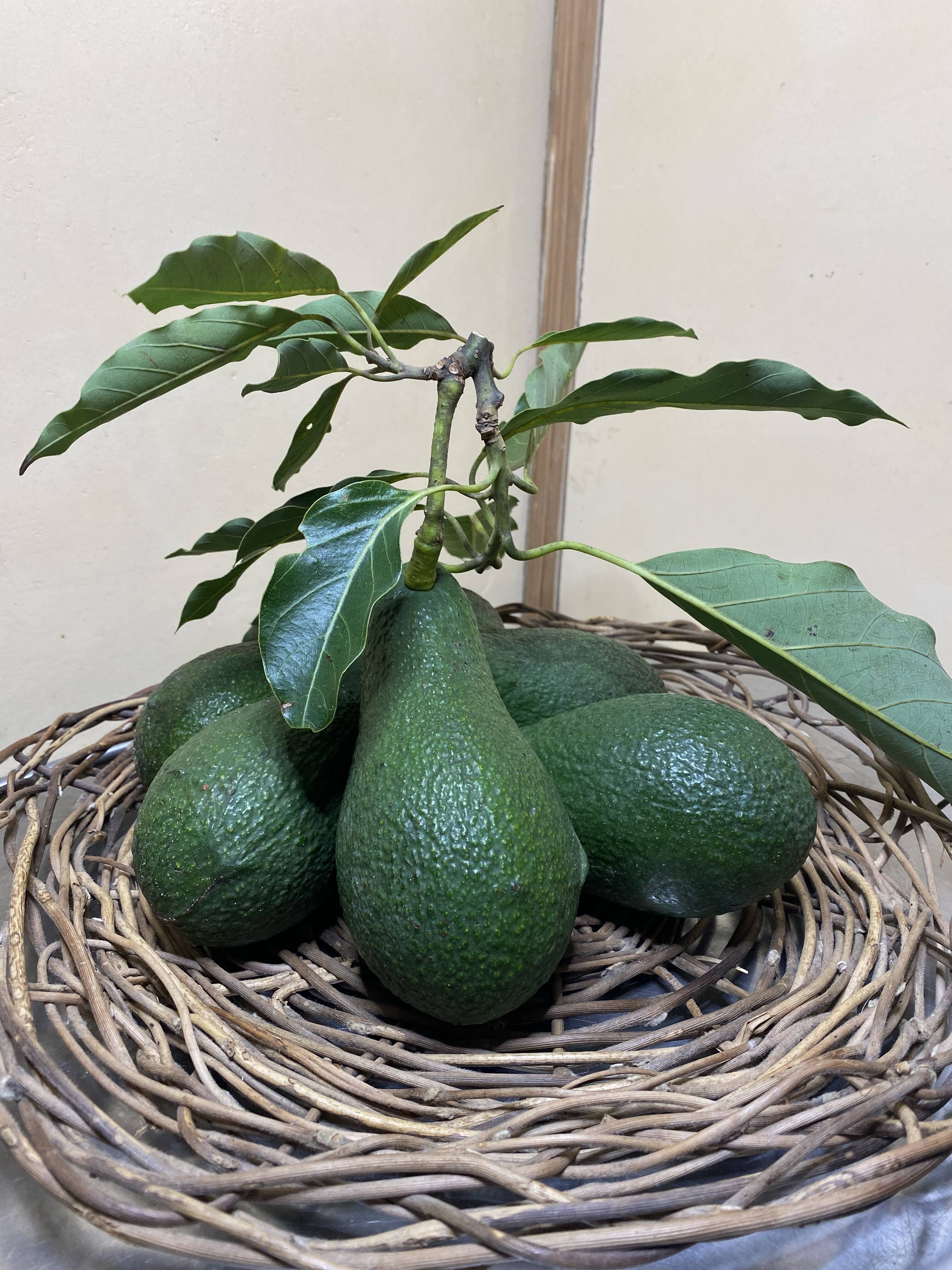 国産アボカド「ウィンターメキシカン」3個：大分県産の野菜