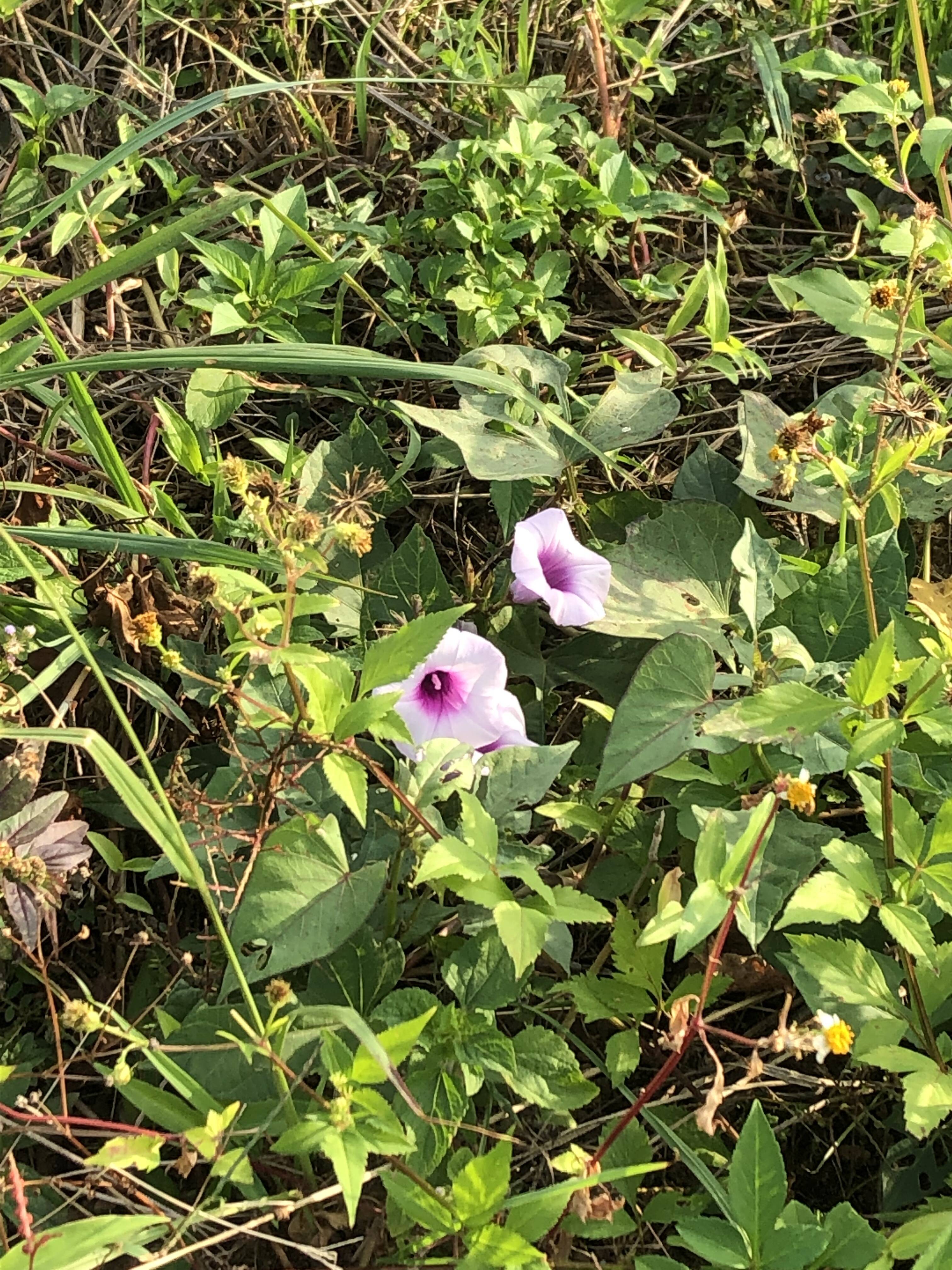 紅芋の花が咲きました 食べチョク 産地直送 産直 お取り寄せ通販 農家 漁師から旬の食材を直送