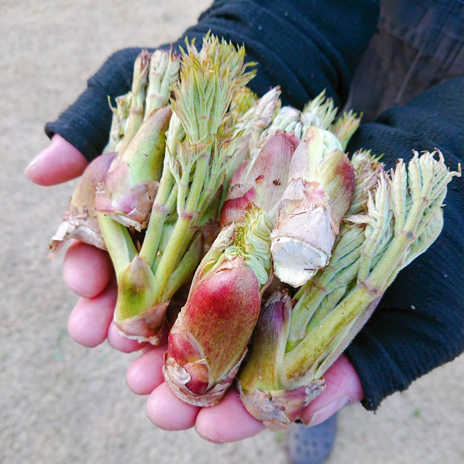 ぴろ様専用商品】たらの芽150ｇ こごみ500ｇ：新潟県産の野菜｜食べ