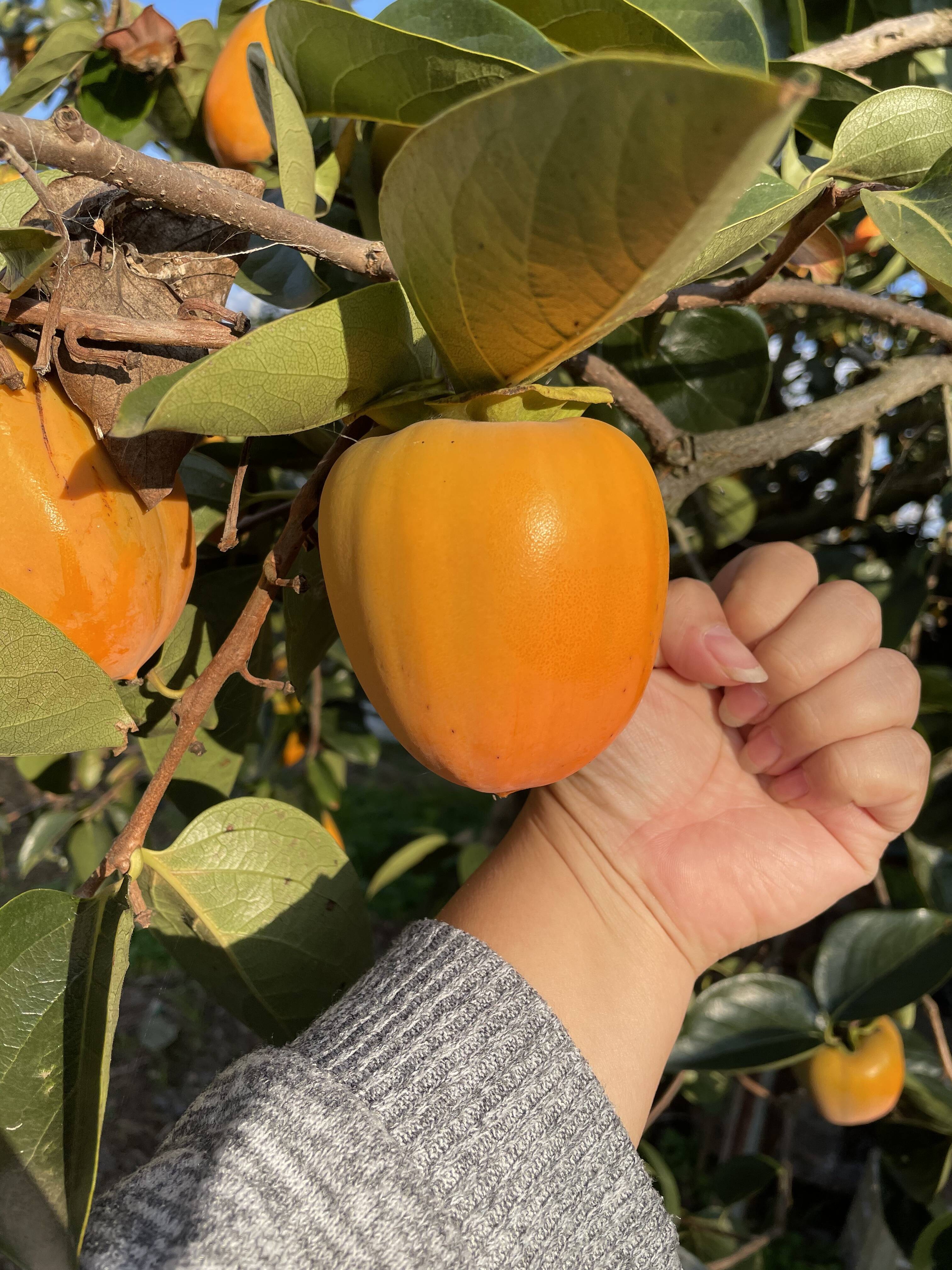 本場〉甲州百目柿｜食べチョク｜産地直送(産直)お取り寄せ通販 - 農家 ...