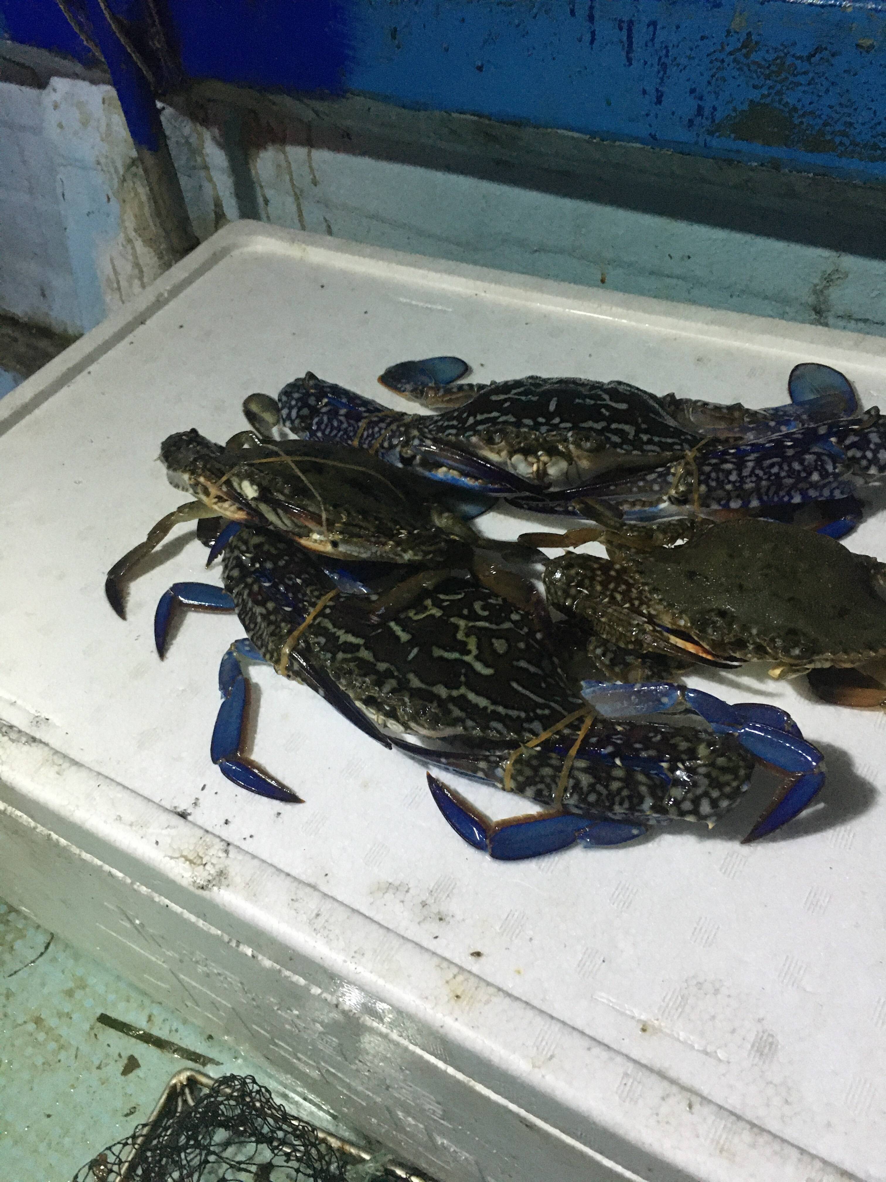 瀬戸内海産 タイワンガザミ 中小5枚程度 訳あり品 香川県産 食べチョク 農家 漁師の産直ネット通販 旬の食材を生産者直送