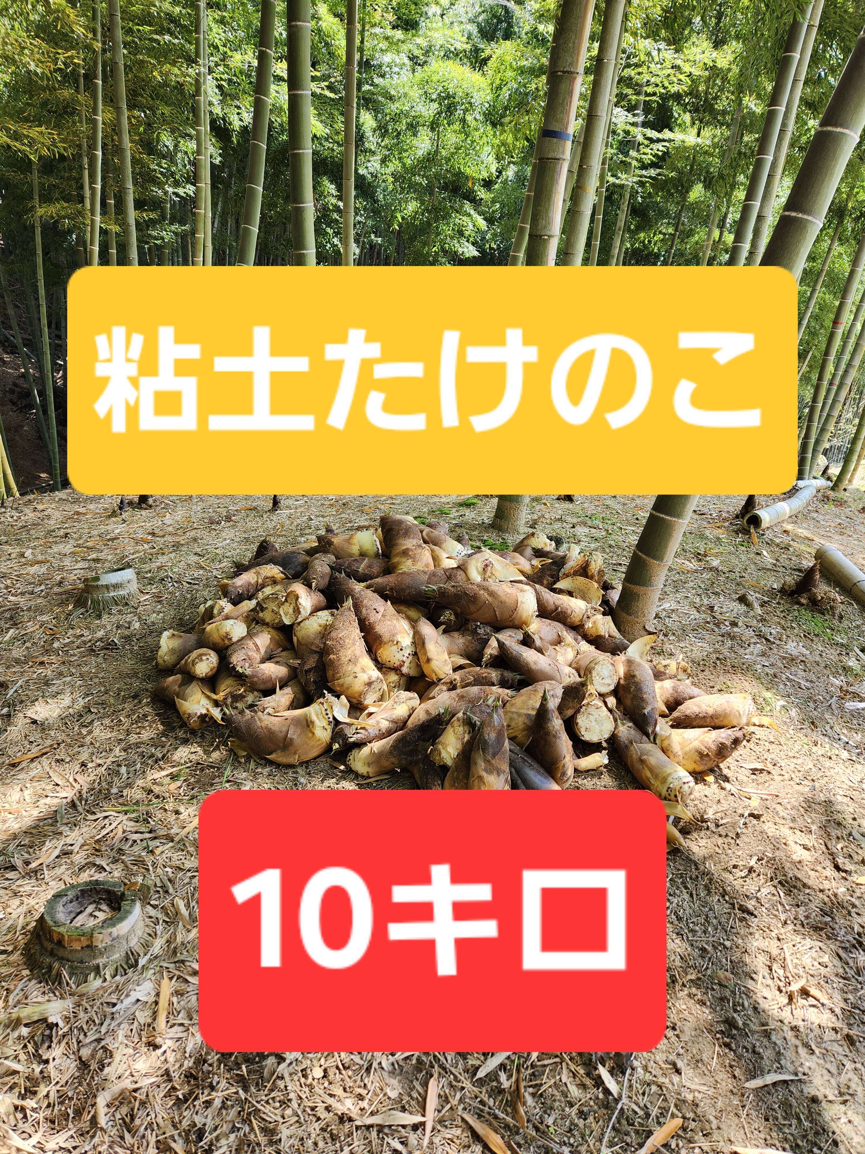 ☆自然栽培品 朝掘り たけのこ 筍 一般流通品 10キロ前後 ※10本～15本
