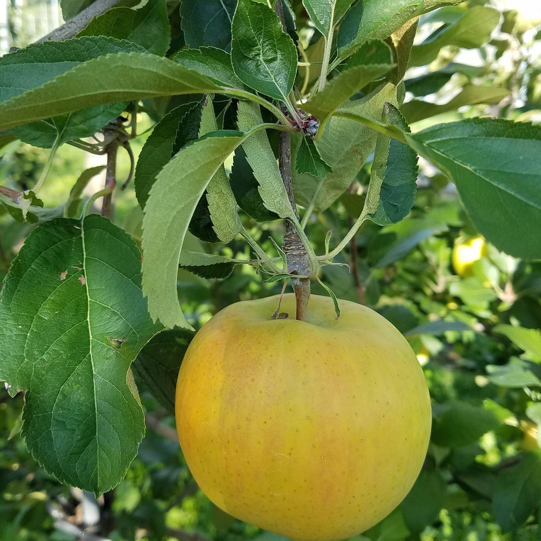 今がチャンス❗1kg増量で6kg規格 今が旬♪ 高糖度、甘さ