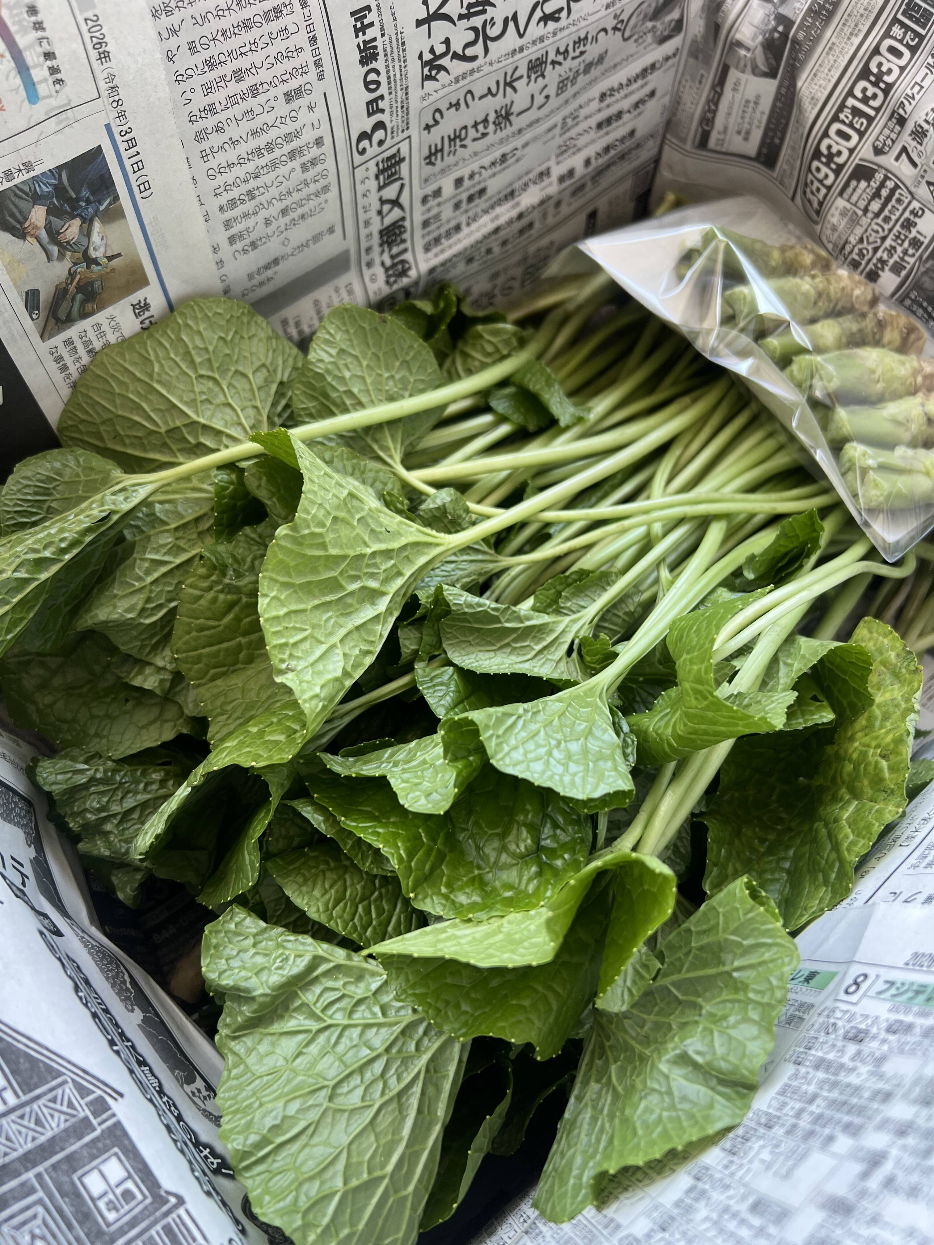 ✨ご注文後に収穫！生わさび 1kg✨ 安曇野産 生わさび わさび 茎付きわさび クール便発送✨生わさび 1kg✨ 安曇野産 生わさび わさび 茎付きわさび