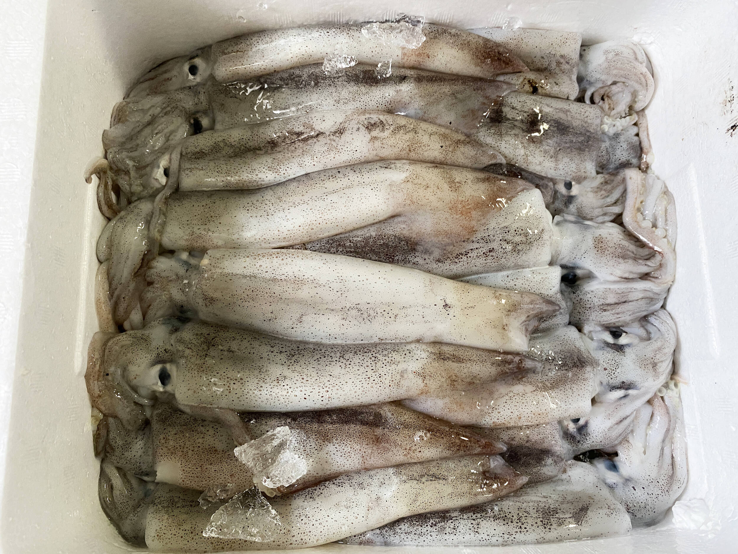 秋田県産 日本海スルメイカ 和洋中いろんな料理に合います 秋田県産の魚 食べチョク 産地直送 産直 お取り寄せ通販 農家 漁師から旬の食材を直送