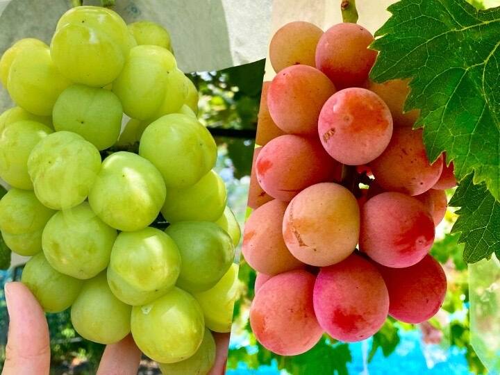 33c7da6d9086de4b1b67c83cb5e96a