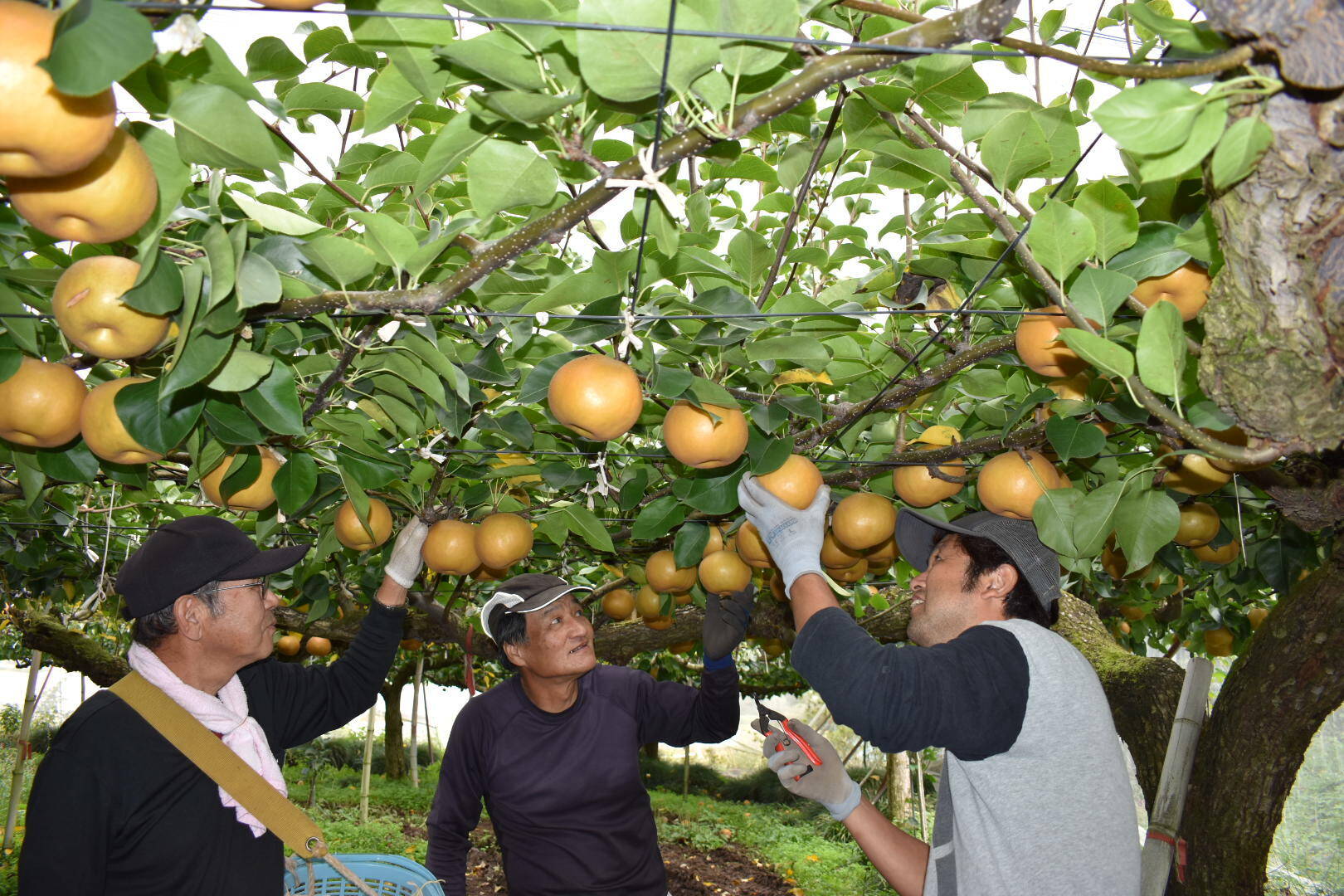 にっこり【贈答品】5kg箱 迫力の大きさで溢れる果汁！：栃木県産のその他梨｜食べチョク｜産地直送(産直)お取り寄せ通販 - 農家・漁師から旬の食材を直送