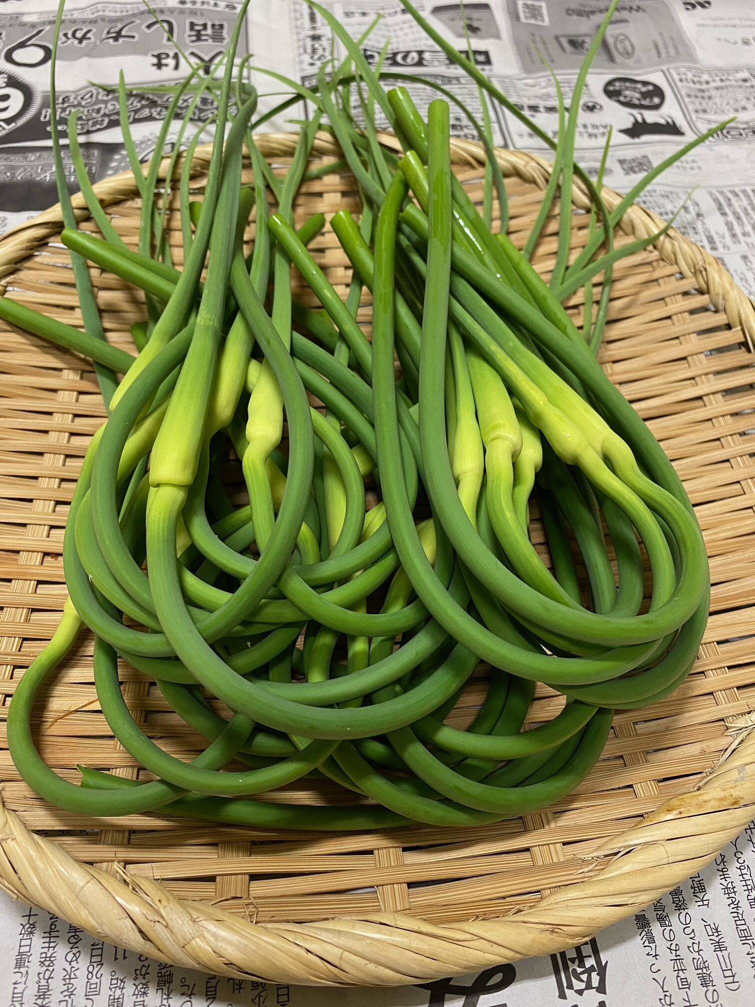 季節限定 北海道在来種 有機栽培ニンニクの芽 1キロ（写真は300グラム