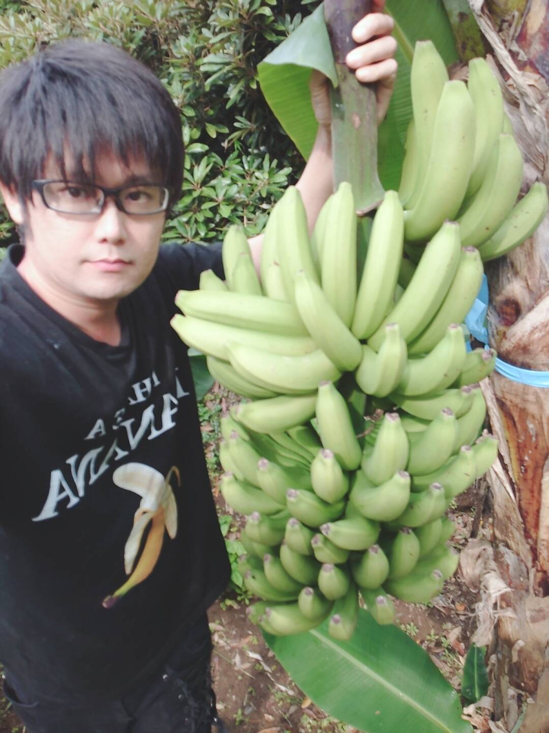 農薬・化学肥料】幻の品種グロスミシェル！！国産バナナ プチサイズ1.8