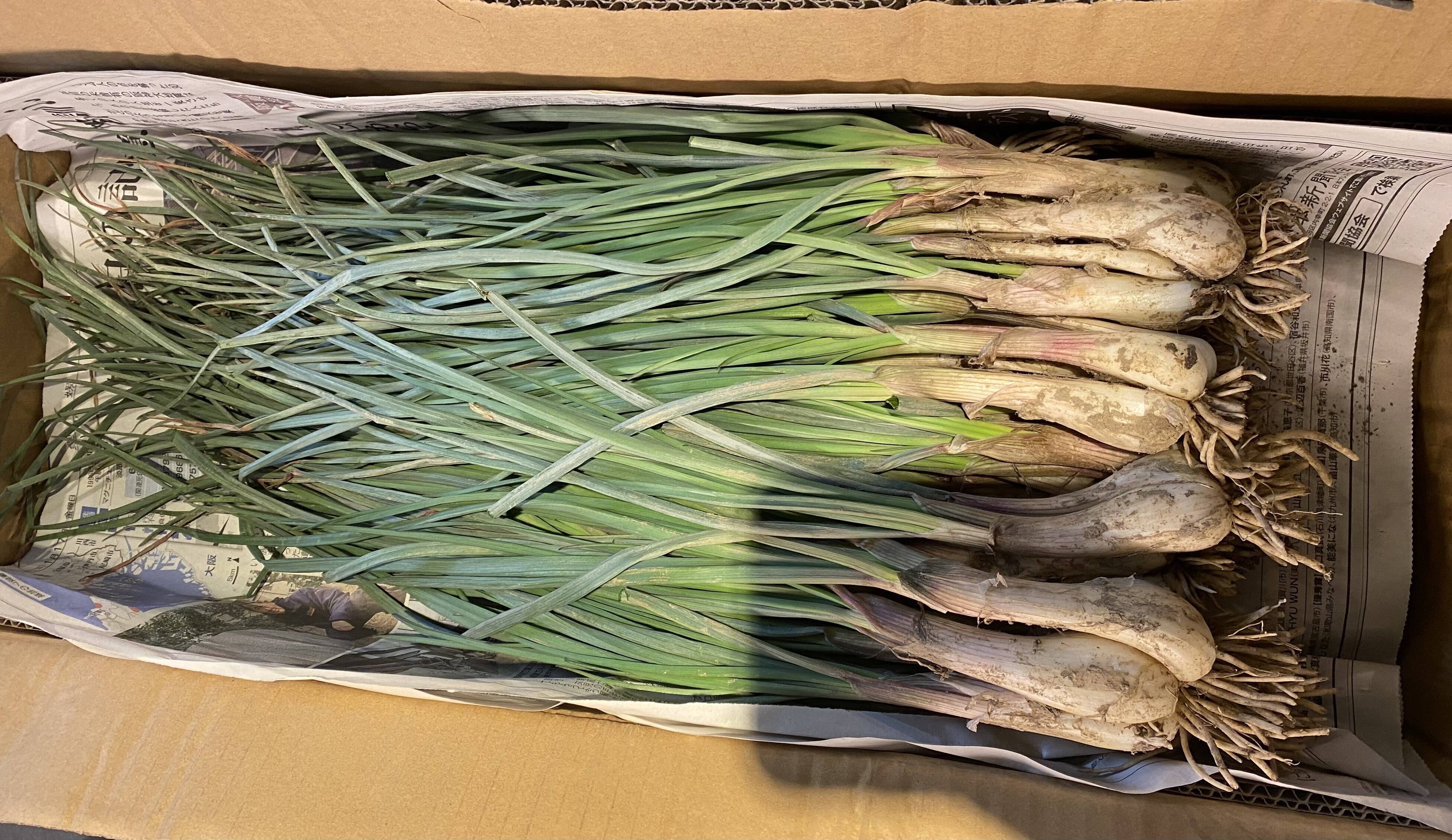 シャキシャキ！島らっきょう3kg シャキシャキ！島らっきょう3kg