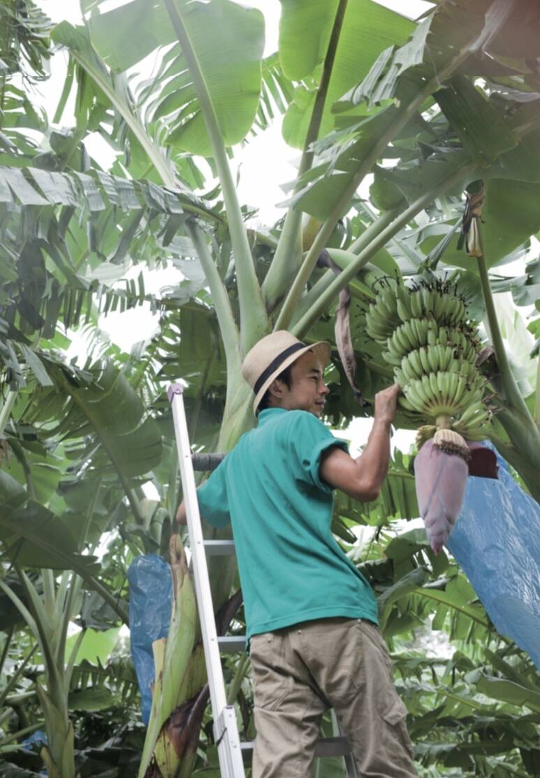 芳醇な甘さに もっちり食感が新感覚‼️有機アップルバナナ(1.5kg