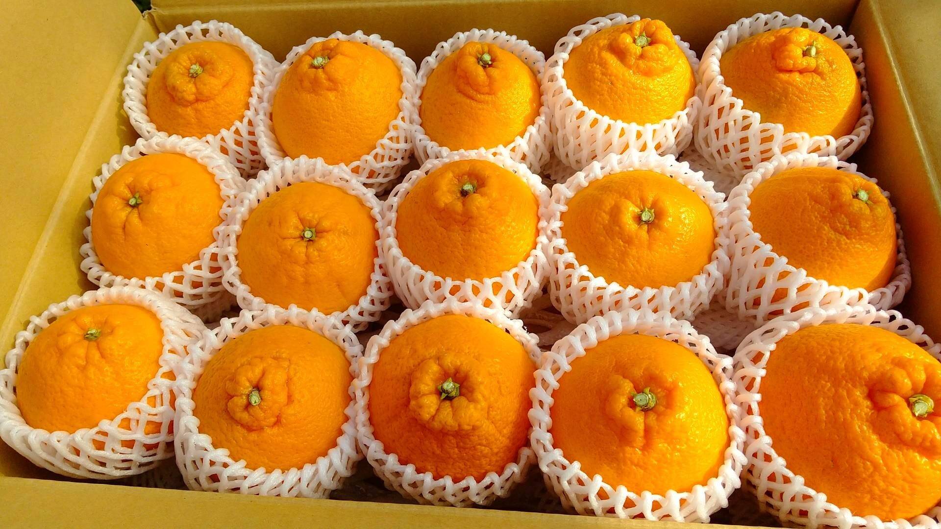 柑橘系 甘夏屋 平山農園 通販サイト｜三重県尾鷲市の自然の恵み オーガニック