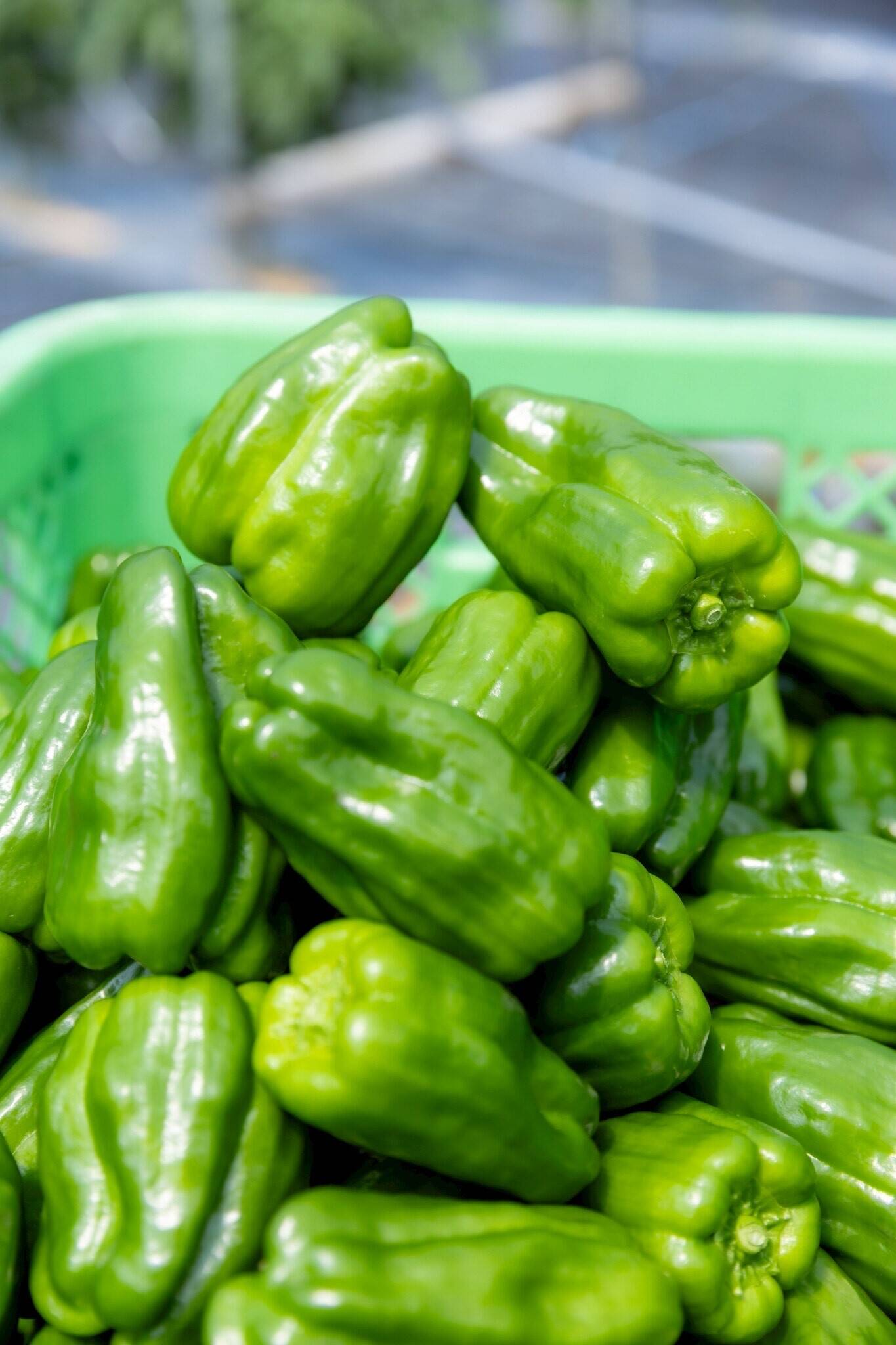 ツヤッツヤ、たじまのピーマン】 朝採れ発送！ 兵庫県香美町産「たじま
