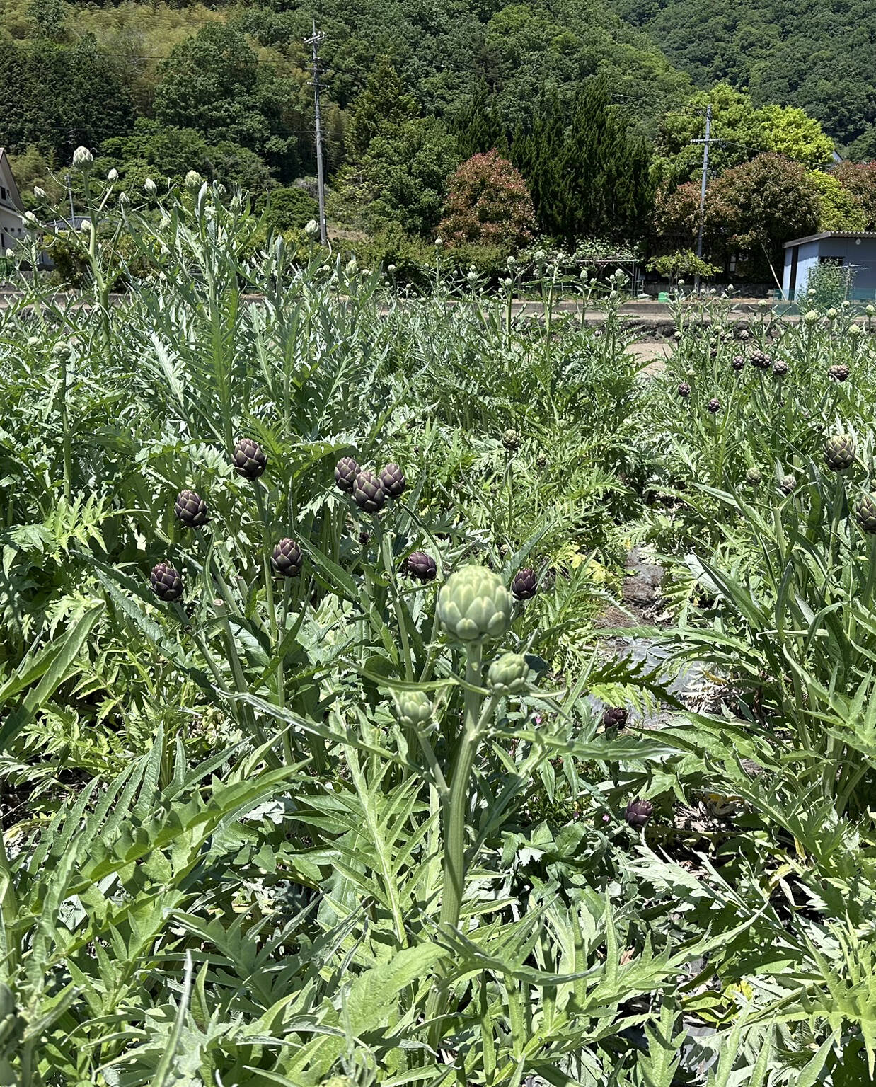 今が旬のアーティチョーク！｜食べチョク｜産地直送(産直)お取り寄せ