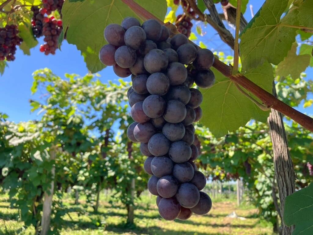 【りこりん】青森県津軽地方産ぶどう　スチューベン　約２０キロ前後自家加工用 りこりん様専用】青森県津軽地方産ぶどう スチューベン 約20キロ前後自家