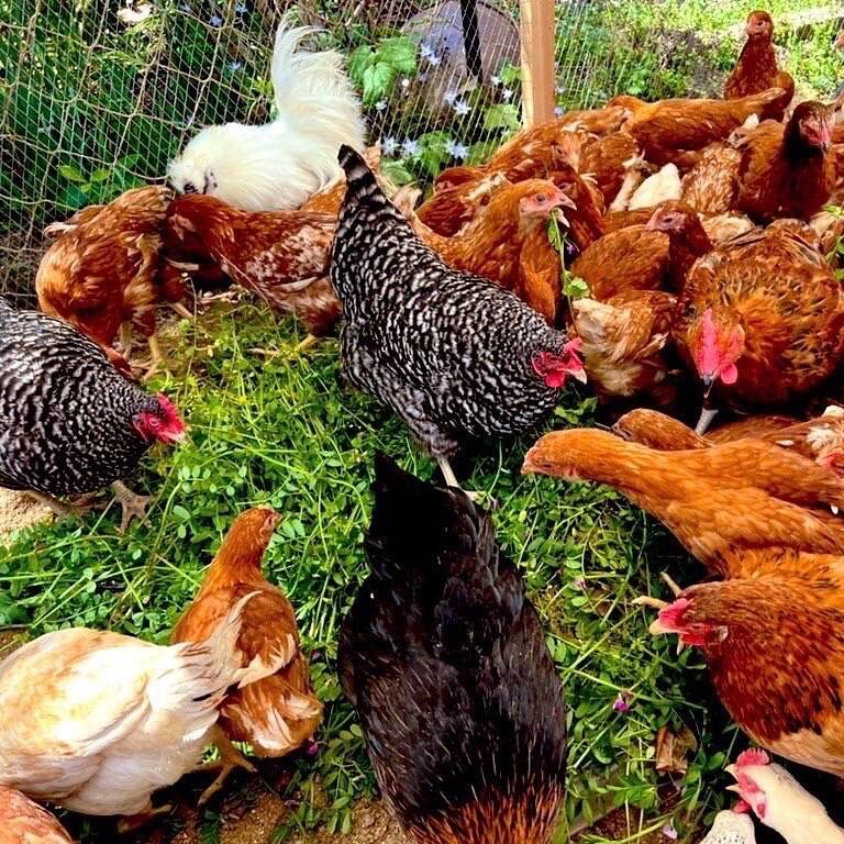 160個入り　佐伯養鶏(旧:宮下養鶏)の朝採れ平飼い卵 佐伯養鶏へのレビュー・商品：大分県｜食べチョク｜産地直送