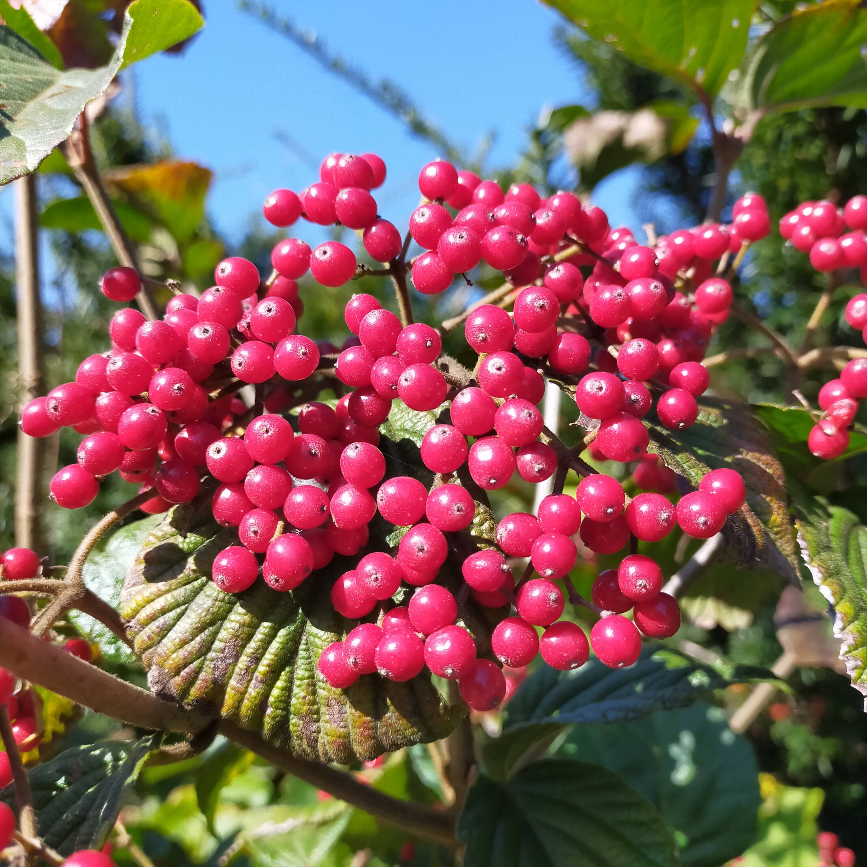 34b49bb7212188715f96efb18527d4