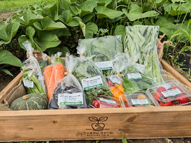まずは洗って生で！朝どれ旬野菜8〜9品目 約2.5kg｜【栽培期間中 節減