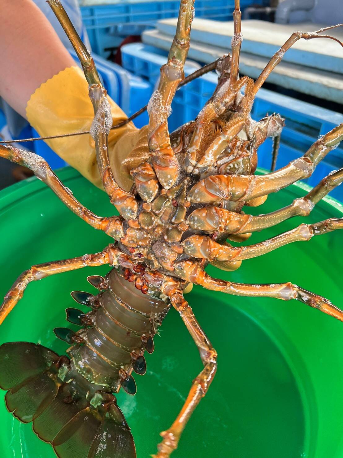 食べてビックリ‼️甘さが増すんです‼️ 活け〆リキッド冷凍伊勢