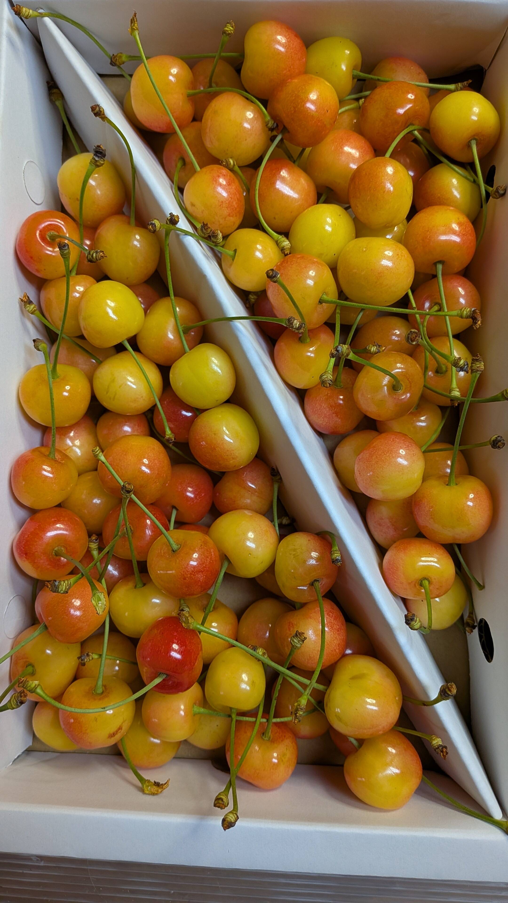 さくらんぼ加工原料1.4kg：山形県産の佐藤錦｜食べチョク｜産地直送