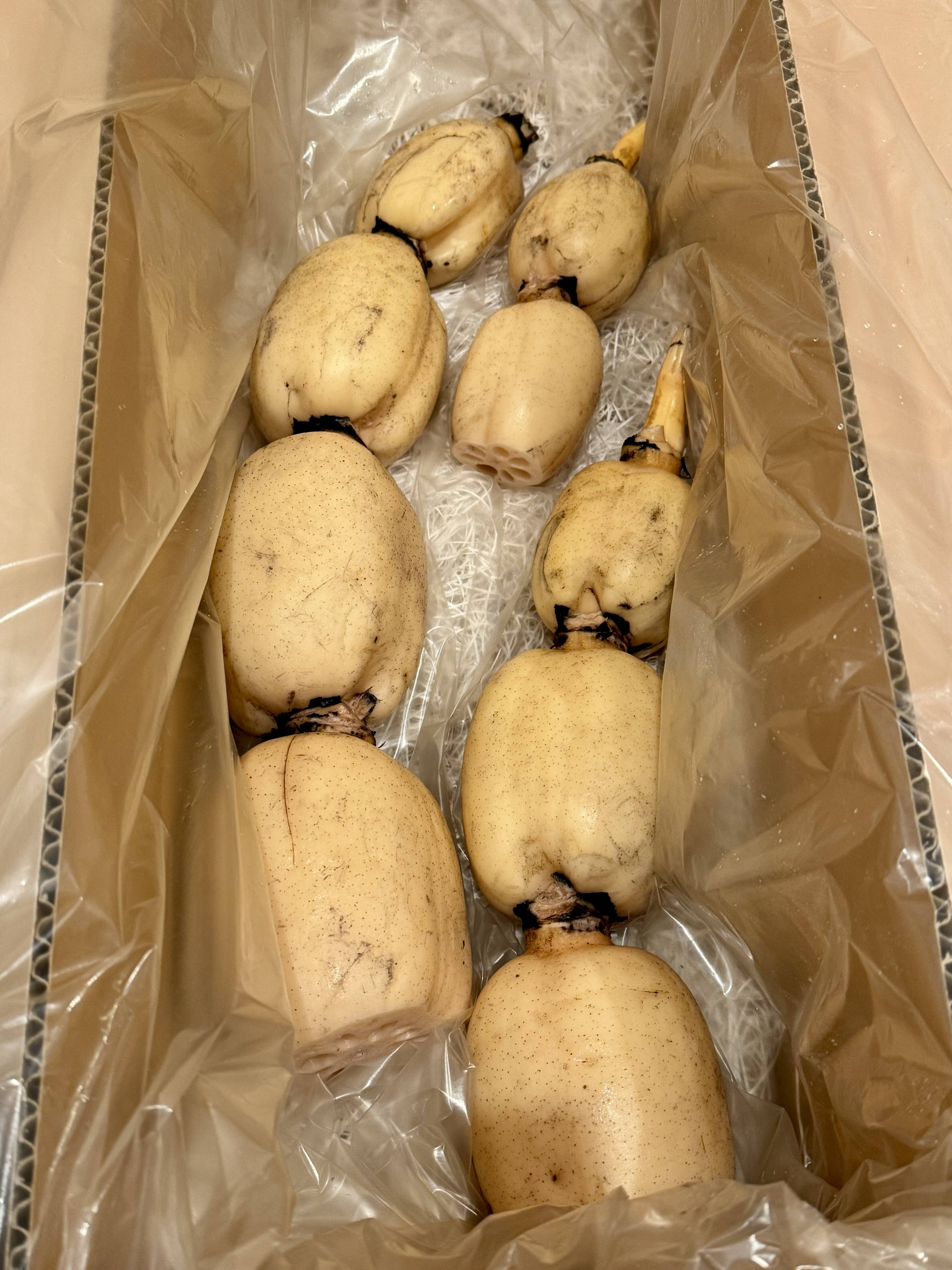 満天☆青空レストラン じゅん散歩 茨城県土浦市ブランド認定品『市川 
