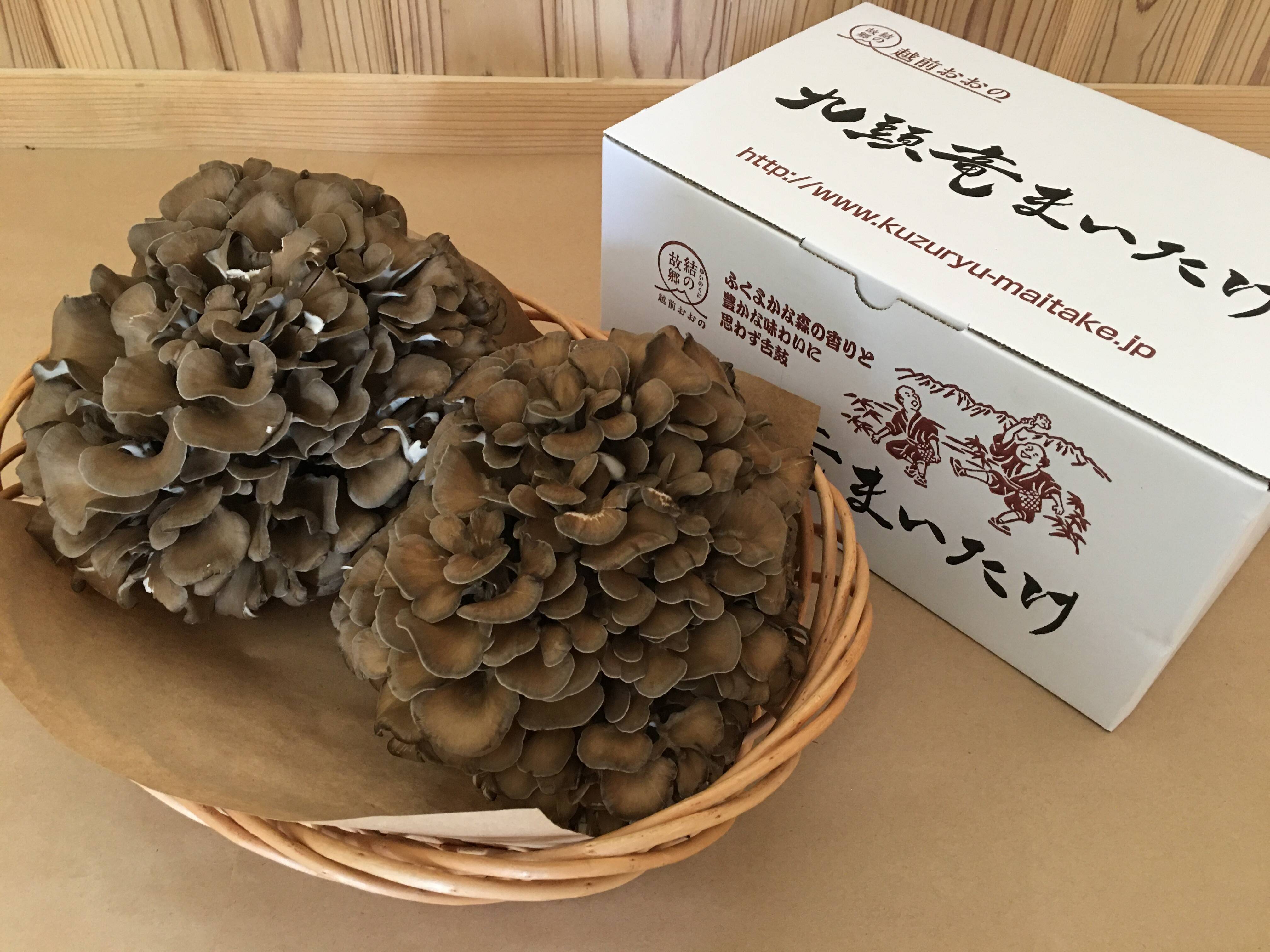 生まいたけ大株 約1200g ／ 舞茸 マイタケ きのこ キノコ 茸