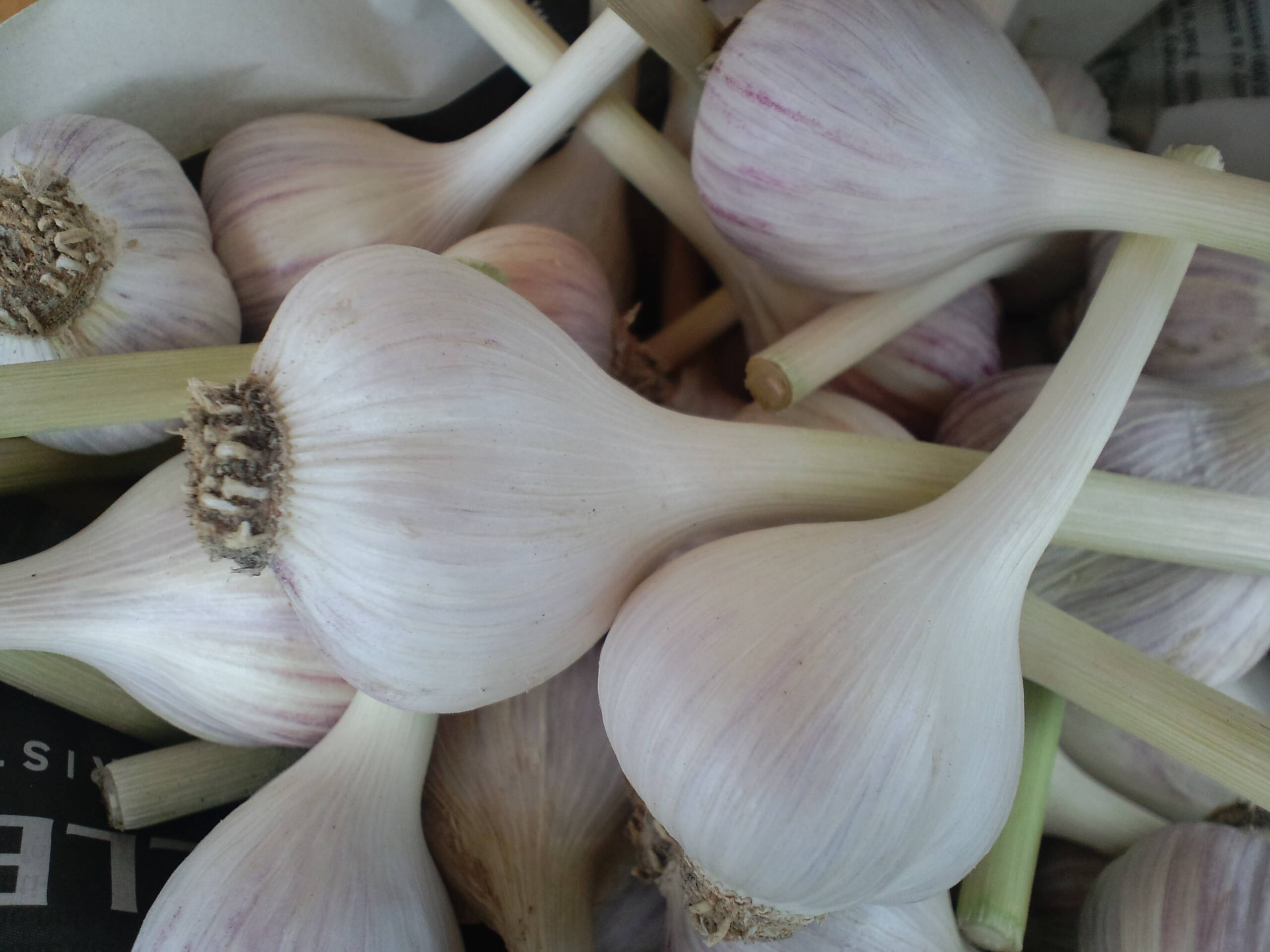 自然栽培新にんにく500g 愛知県産のにんにく 食べチョク 産地直送 産直 お取り寄せ通販 農家 漁師から旬の食材を直送